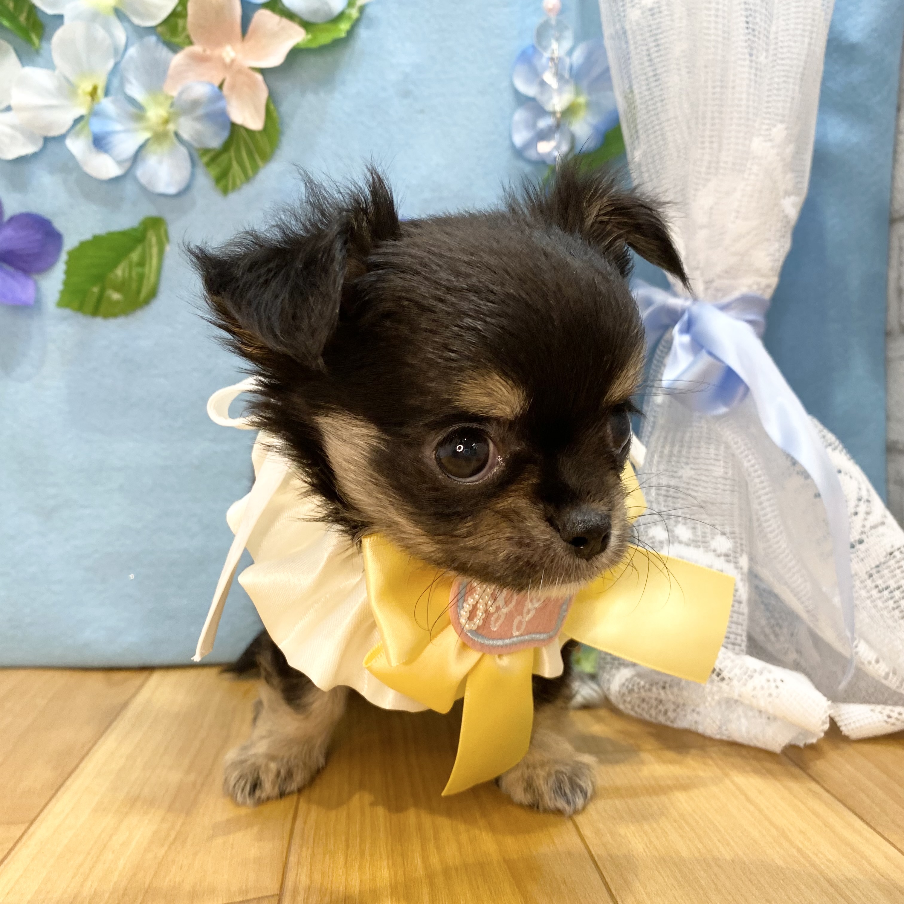 長野県のチワワ(ロング) (犬の家＆猫の里カインズ梓川店/2026年4月13日生まれ/女の子/ブラックタンホワイト)の子犬の2枚目の画像