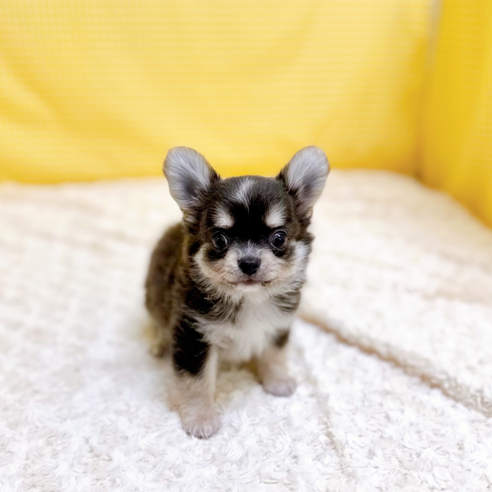 愛知県のチワワ(ロング) (犬の家＆猫の里一宮店/2026年4月13日生まれ/男の子/ブルータンホワイト)の子犬の2枚目の画像
