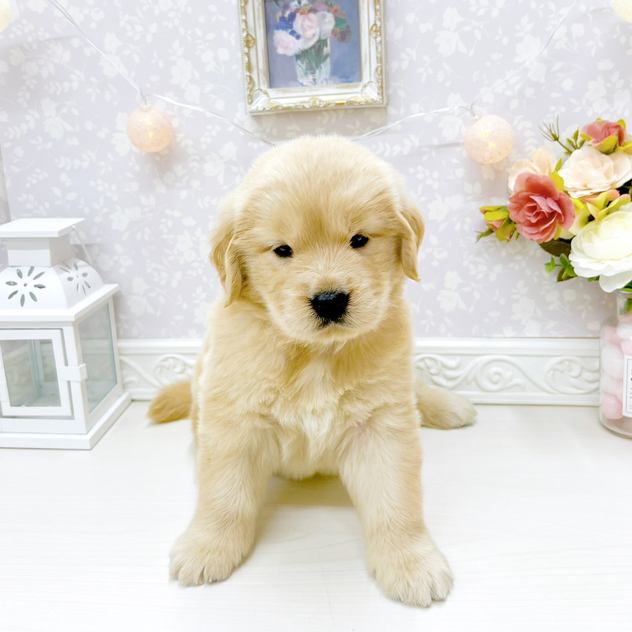 富山県のゴールデンレトリバー (犬の家＆猫の里アミーゴ山室店/2026年4月14日生まれ/女の子/ゴールデン)の子犬