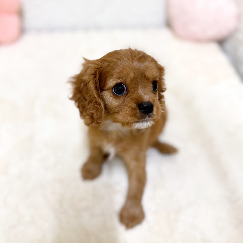 愛知県のキャバリアキングチャールズスパニエル (犬の家＆猫の里岡崎店/2026年4月12日生まれ/女の子/ルビーホワイト)の子犬の2枚目の画像