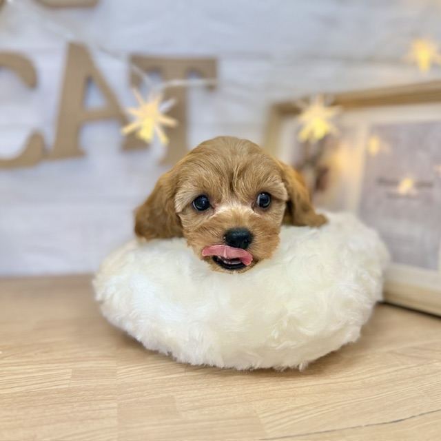 千葉県のキャバプー(キャバリア×プードル) (犬の家＆猫の里ワンズモール稲毛店/2026年4月10日生まれ/女の子/ルビー)の子犬の1枚目の画像