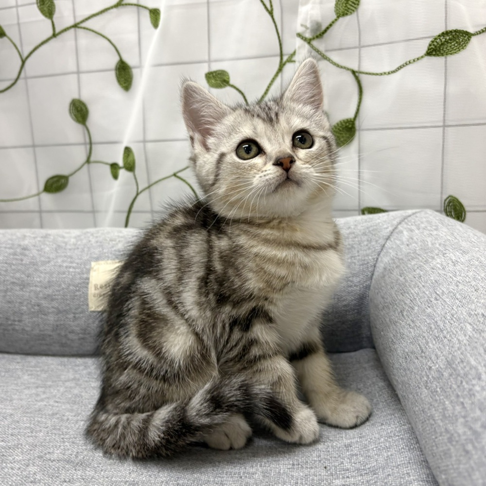 長野県のアメリカンショートヘアー (犬の家＆猫の里塩尻店/2026年4月7日生まれ/女の子/シルバータビー)の子猫の2枚目の画像