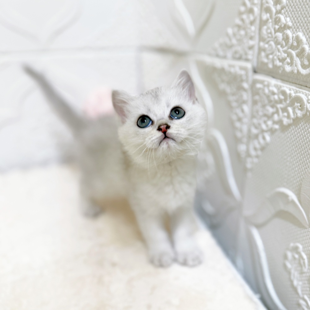 愛知県のブリティッシュショートヘアー (犬の家＆猫の里岡崎店/2026年4月11日生まれ/男の子/シェーデットシルバー)の子猫の2枚目の画像