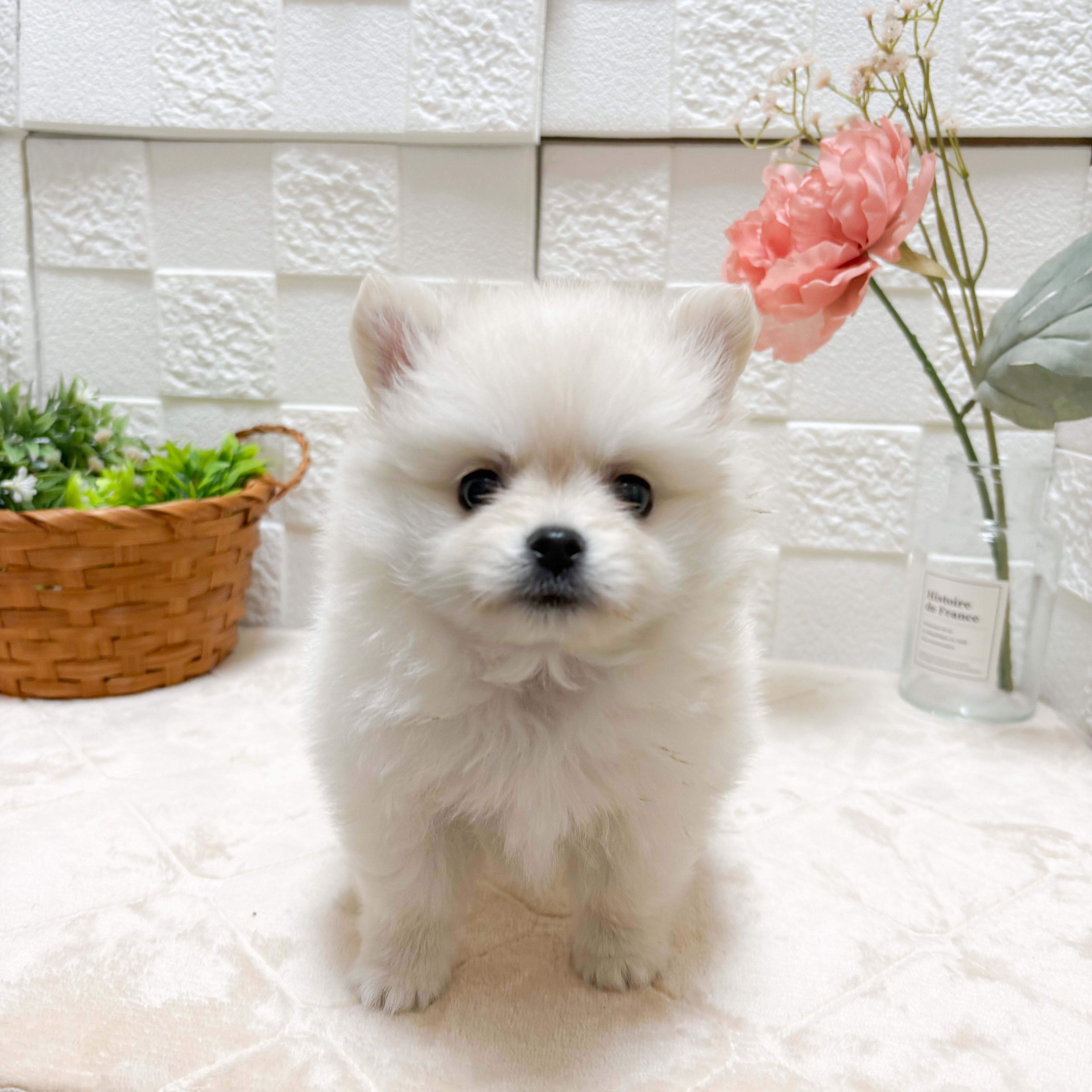 東京都のポメチワ/チワポメ/ポメチー(ポメラニアン×チワワ) (犬の家＆猫の里ペットフォレスト小平店/2026年4月13日生まれ/女の子/クリーム)の子犬の2枚目の画像