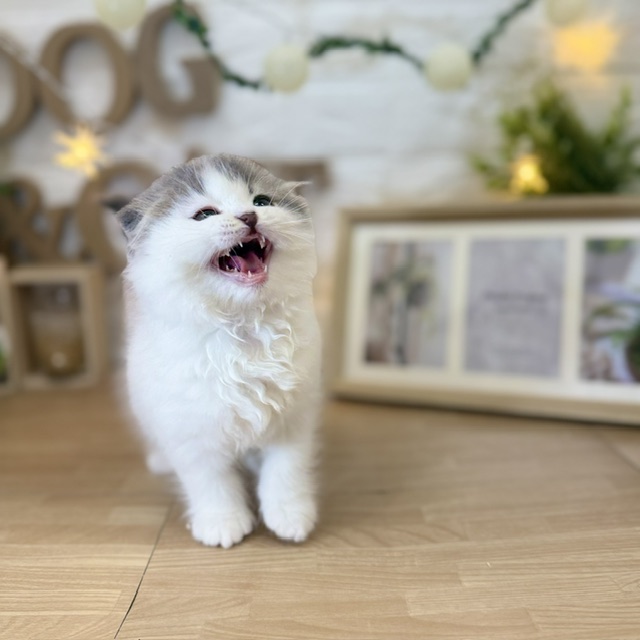 千葉県のスコティッシュフォールド (犬の家＆猫の里ワンズモール稲毛店/2026年4月10日生まれ/女の子/ブルーホワイト)の子猫の2枚目の画像