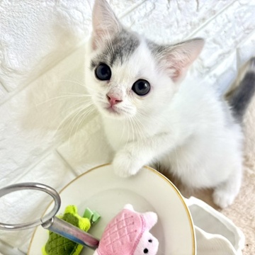 東京都のスコティッシュストレート (犬の家＆猫の里新宿店/2026年4月9日生まれ/女の子/ブルータビーホワイト)の子猫の2枚目の画像