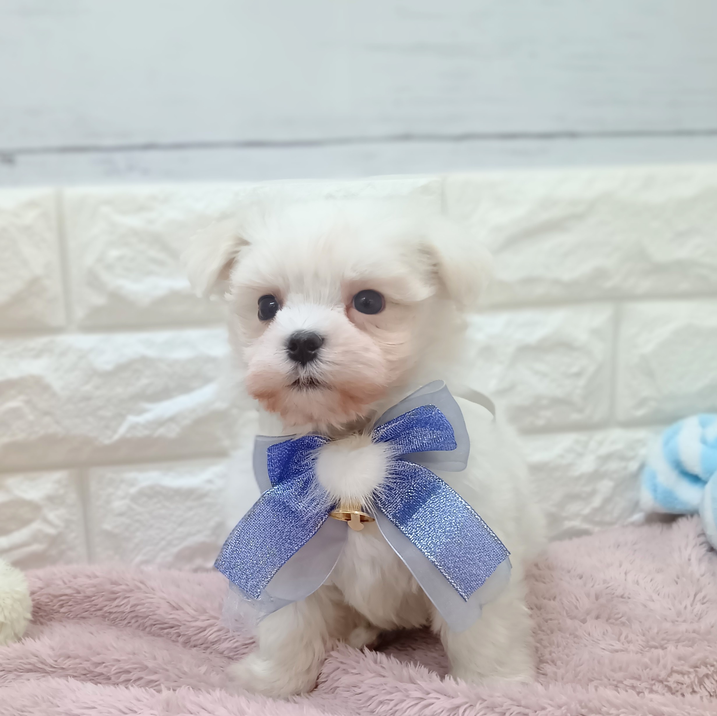 静岡県のマルチーズ (犬の家＆猫の里アミーゴ浜松和田店/2026年4月14日生まれ/男の子/ホワイト)の子犬の1枚目の画像
