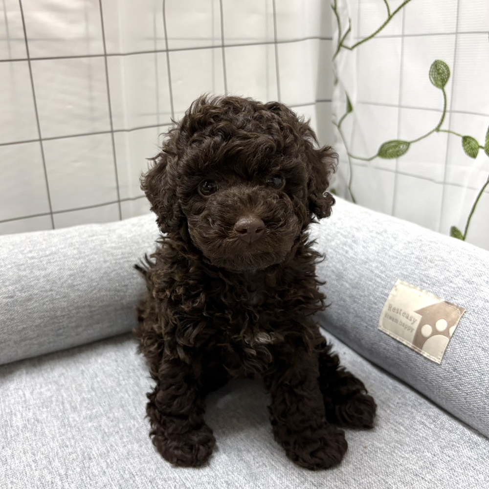 長野県のトイプードル(トイ) (犬の家＆猫の里塩尻店/2026年4月13日生まれ/男の子/ブラウン)の子犬の1枚目の画像