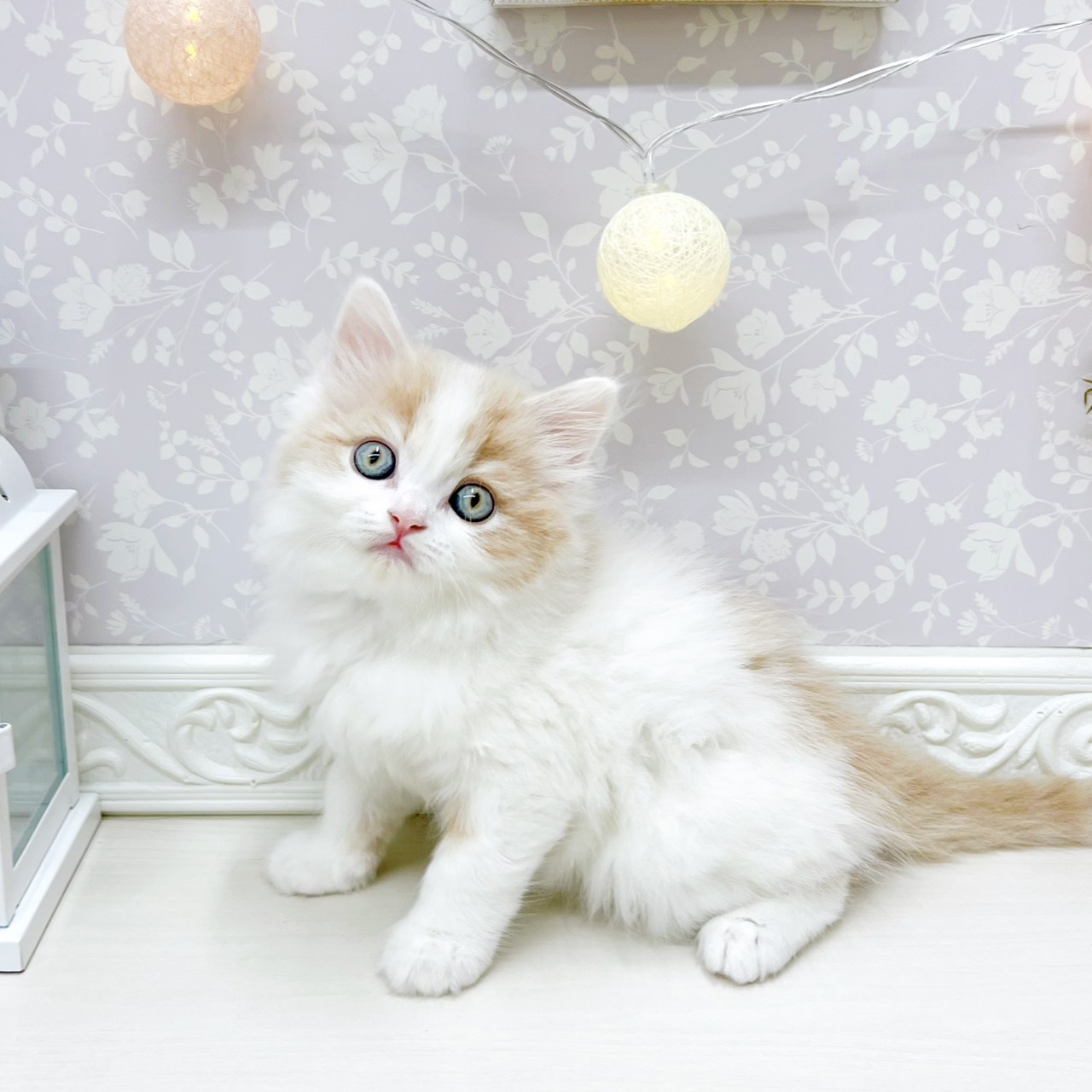 富山県のスコティッシュフォールド (犬の家＆猫の里アミーゴ山室店/2026年4月12日生まれ/男の子/クリームホワイト)の子猫の2枚目の画像