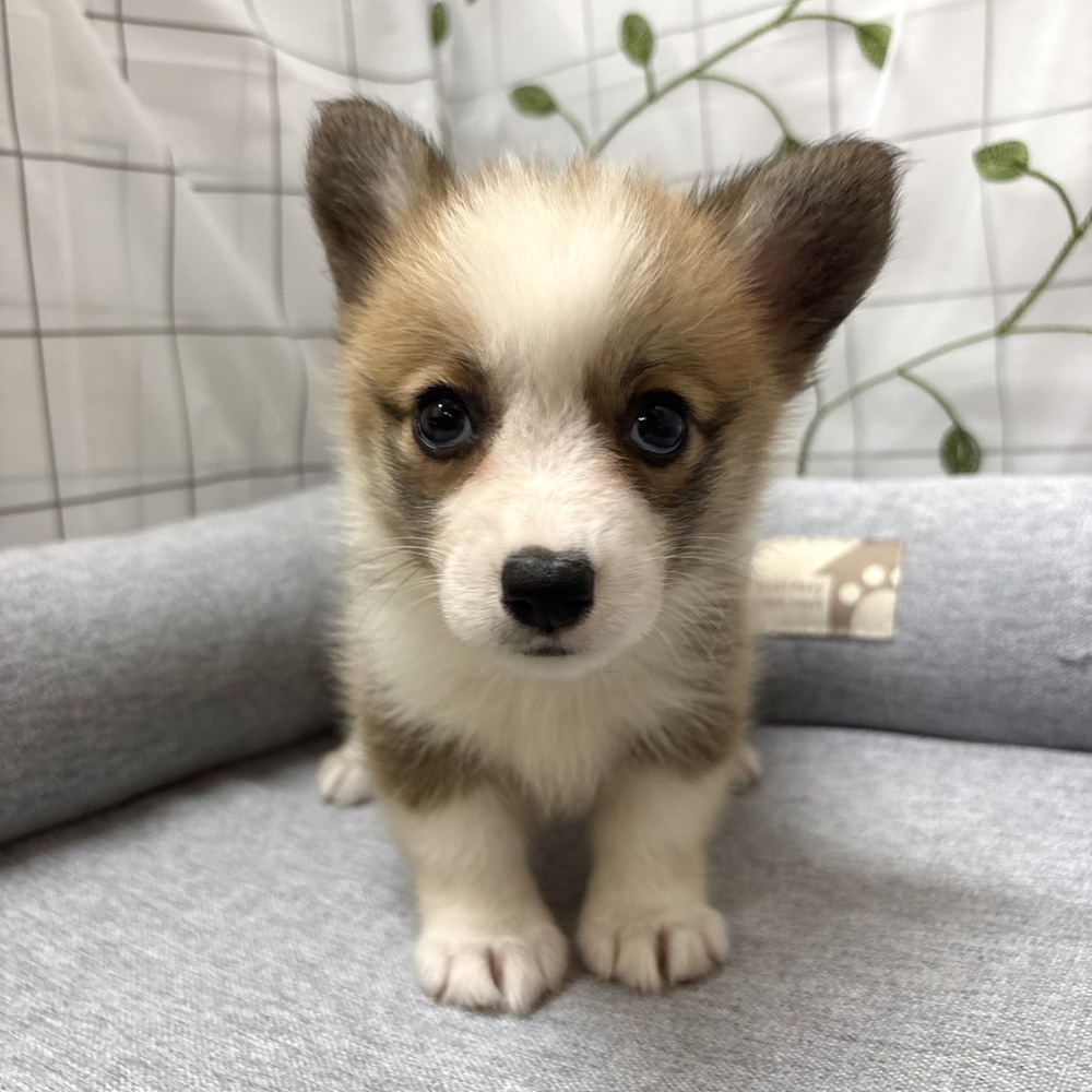 長野県のウェルシュコーギーペンブローク (犬の家＆猫の里塩尻店/2026年4月7日生まれ/女の子/レッドホワイト)の子犬の2枚目の画像