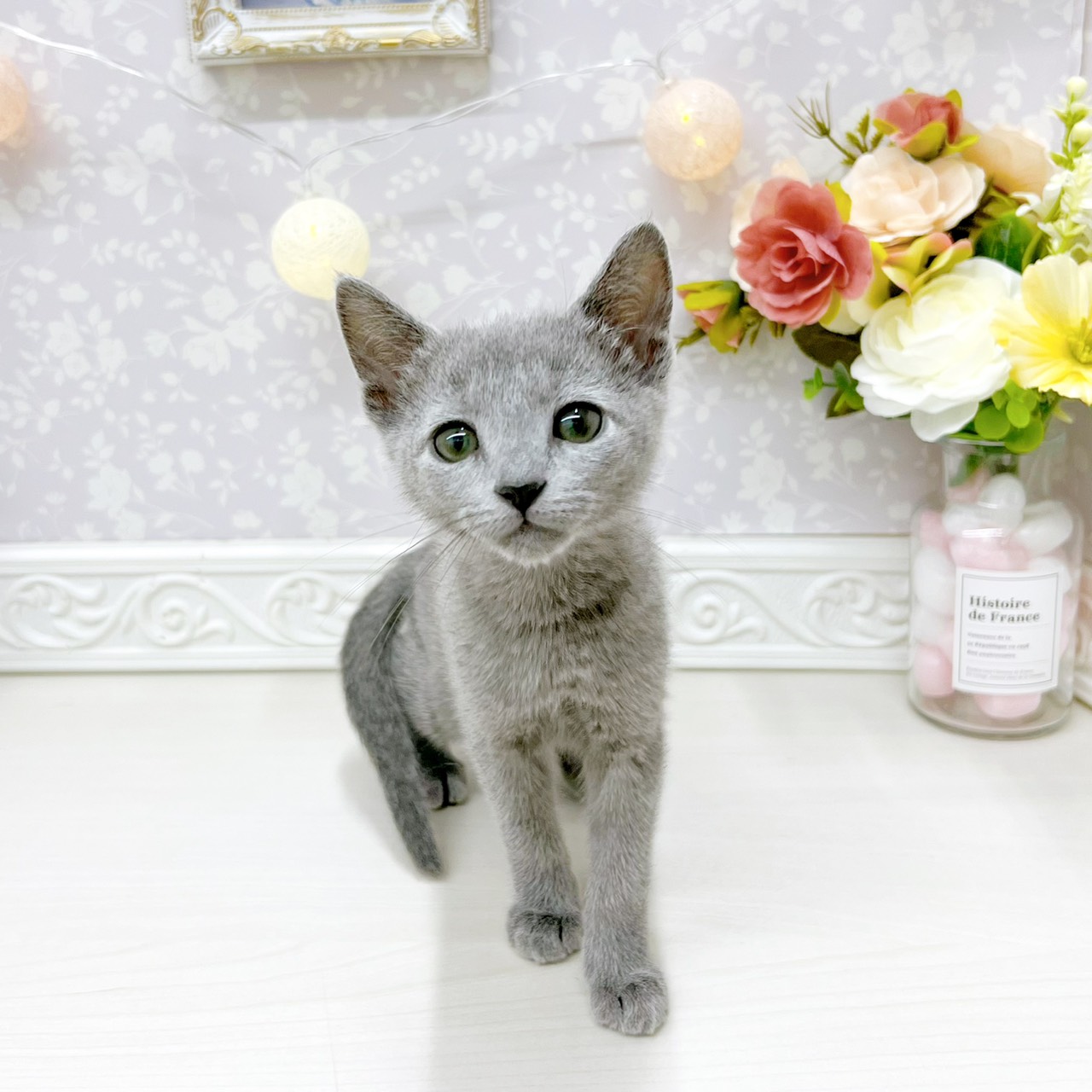 富山県のロシアンブルー (犬の家＆猫の里アミーゴ山室店/2026年4月11日生まれ/女の子/ブルー)の子猫の1枚目の画像