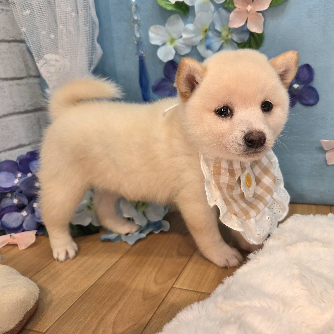 長野県の豆柴 (犬の家＆猫の里カインズ梓川店/2026年4月13日生まれ/女の子/白)の子犬の2枚目の画像