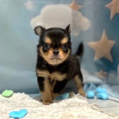 福岡県のチワワ(ロング) (犬の家＆猫の里トリアス久山店/2026年4月11日生まれ/男の子/ブラックタン)の子犬の1枚目の画像