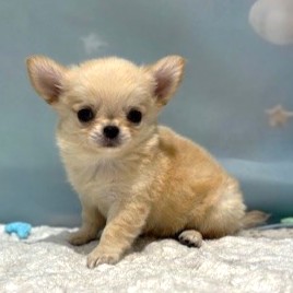 福岡県のチワワ(ロング) (犬の家＆猫の里トリアス久山店/2026年4月13日生まれ/女の子/クリーム)の子犬の2枚目の画像