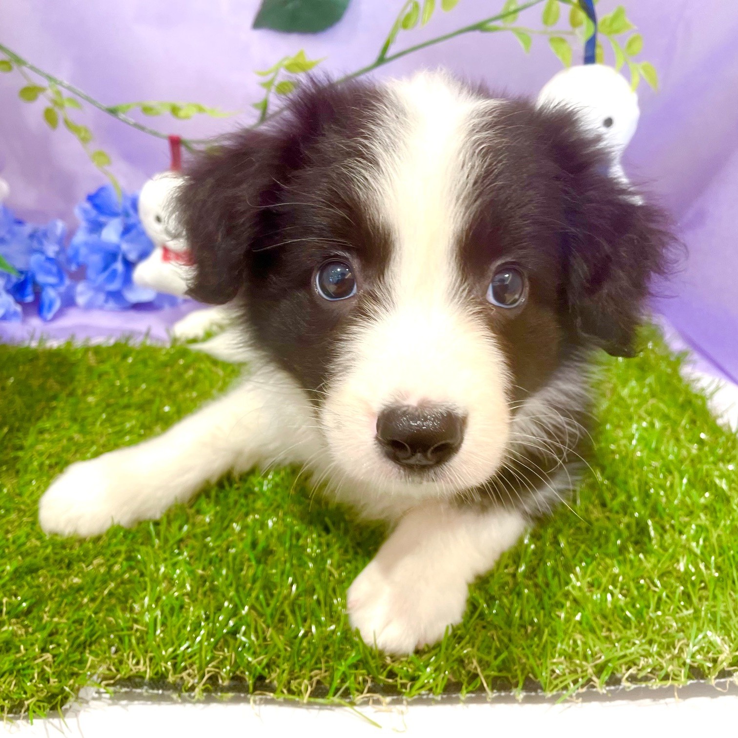 福岡県のボーダーコリー (犬の家＆猫の里くりえいと宗像店/2026年4月12日生まれ/女の子/ブラックホワイト)の子犬の2枚目の画像