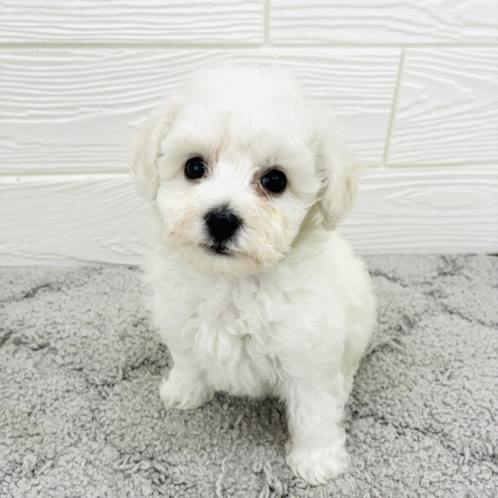愛知県のビションフリーゼ (犬の家＆猫の里七宝店/2026年4月14日生まれ/女の子/ホワイト)の子犬の2枚目の画像