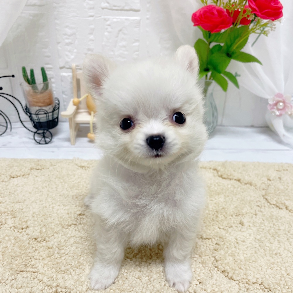 ハーフ犬女の子の写真