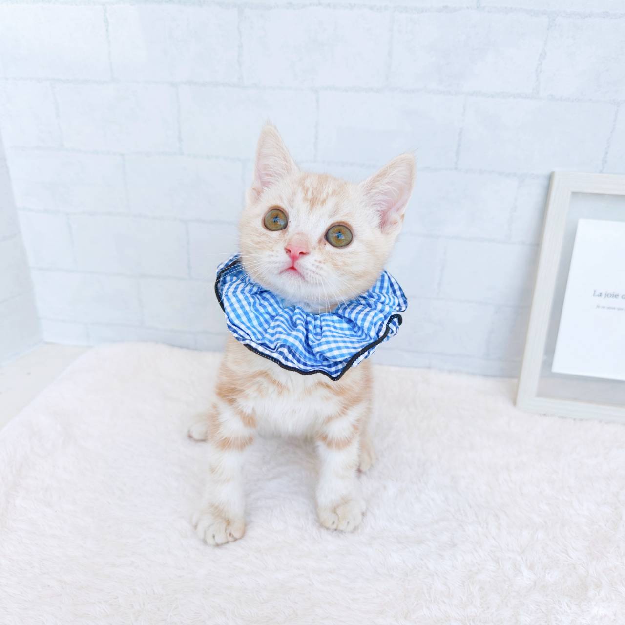 石川県のアメリカンショートヘアー (犬の家＆猫の里金沢店/2026年4月11日生まれ/男の子/カメオタビー)の子猫の2枚目の画像