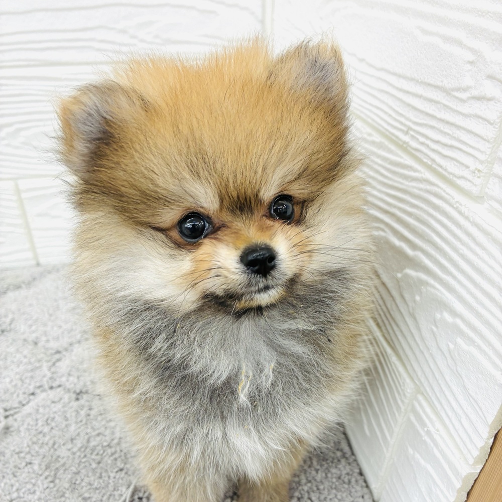 愛知県のポメラニアン (犬の家＆猫の里七宝店/2026年4月15日生まれ/女の子/オレンジセーブル)の子犬の1枚目の画像