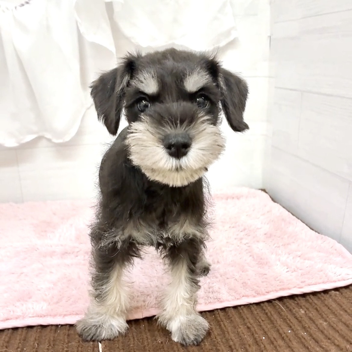 愛知県のミニチュアシュナウザー (犬の家＆猫の里碧南店/2026年4月15日生まれ/女の子/ブラックシルバー)の子犬の2枚目の画像