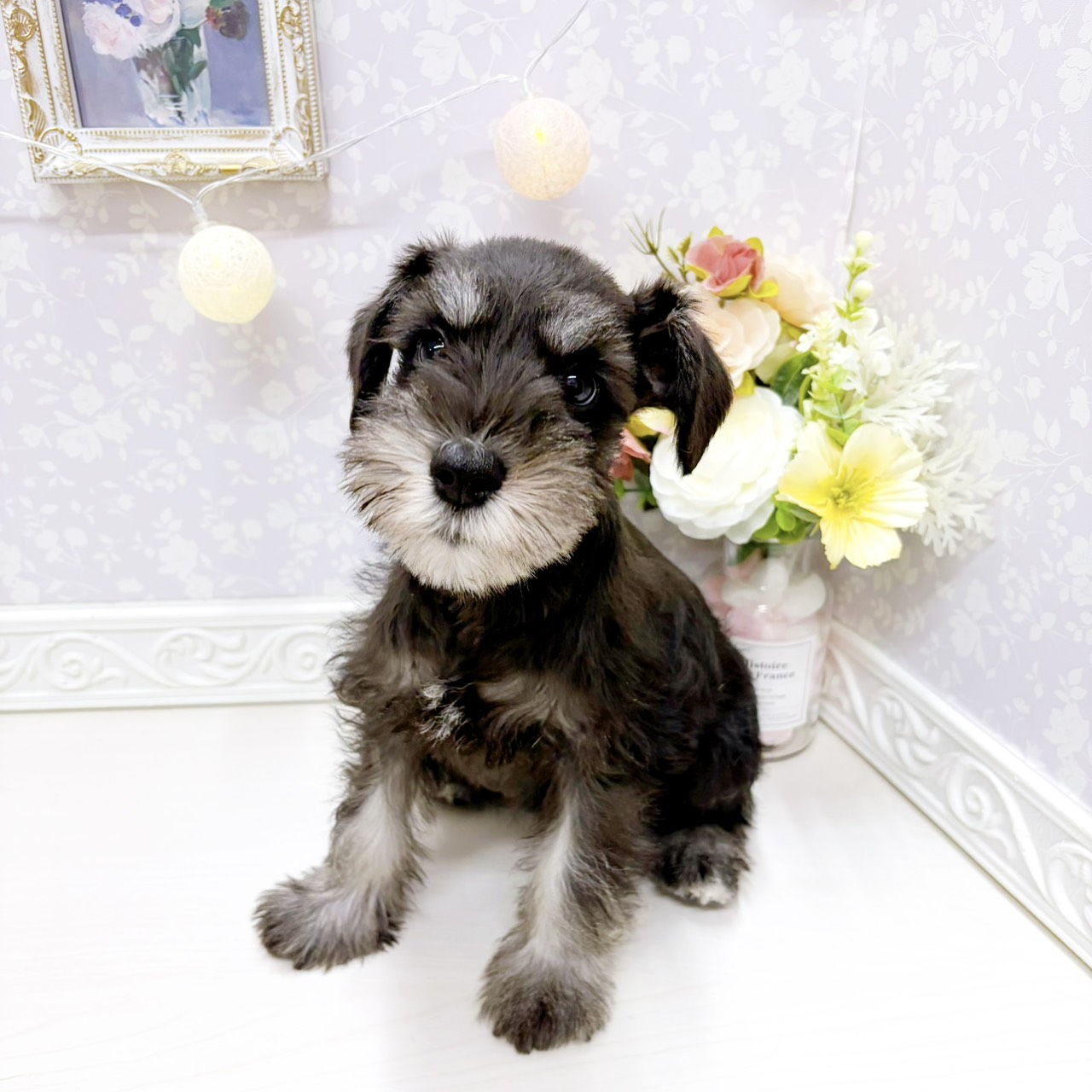 富山県のミニチュアシュナウザー (犬の家＆猫の里アミーゴ山室店/2026年4月15日生まれ/女の子/ブラックシルバー)の子犬の2枚目の画像