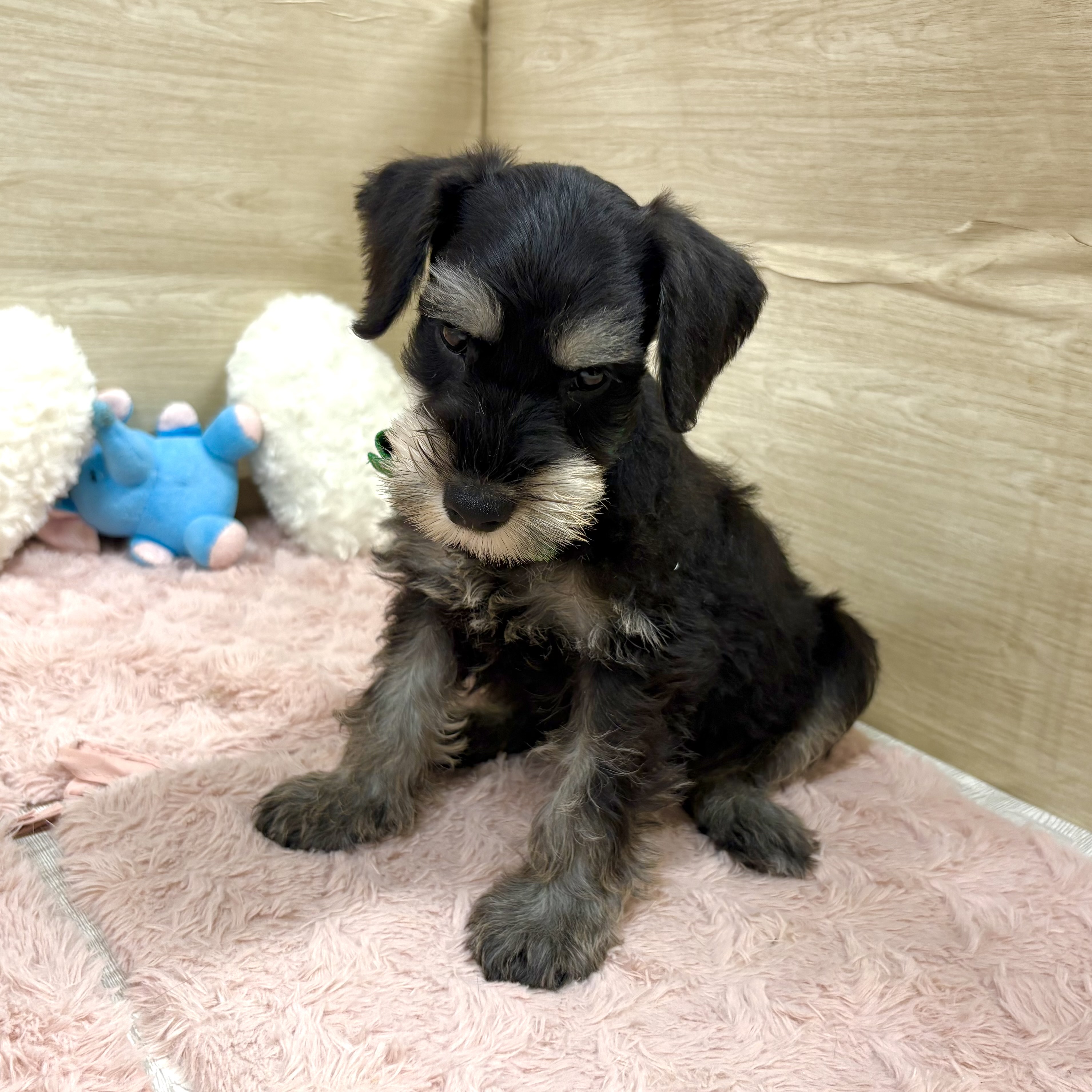 大阪府のミニチュアシュナウザー (犬の家＆猫の里そよら東岸和田店/2026年4月15日生まれ/男の子/ブラックシルバー)の子犬の2枚目の画像