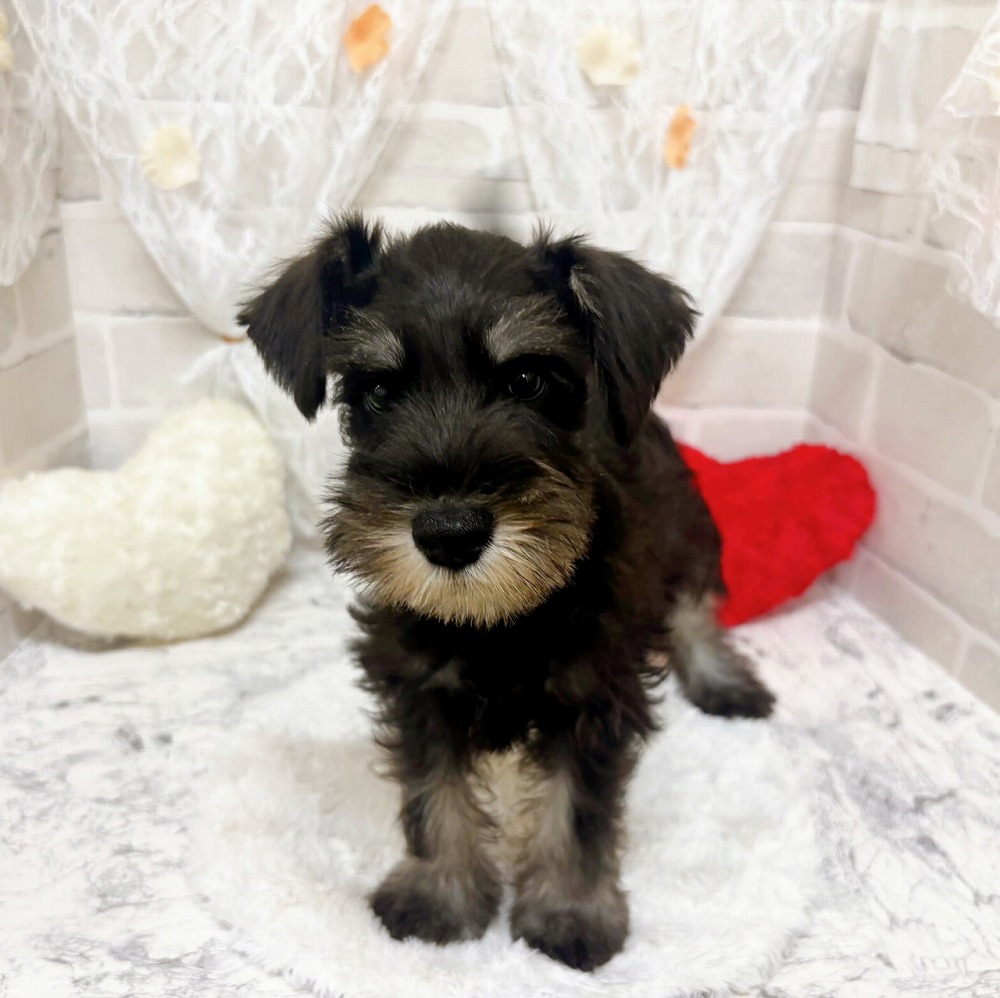 京都府のミニチュアシュナウザー (犬の家＆猫の里京都精華店/2026年4月15日生まれ/男の子/ブラックシルバー)の子犬の2枚目の画像