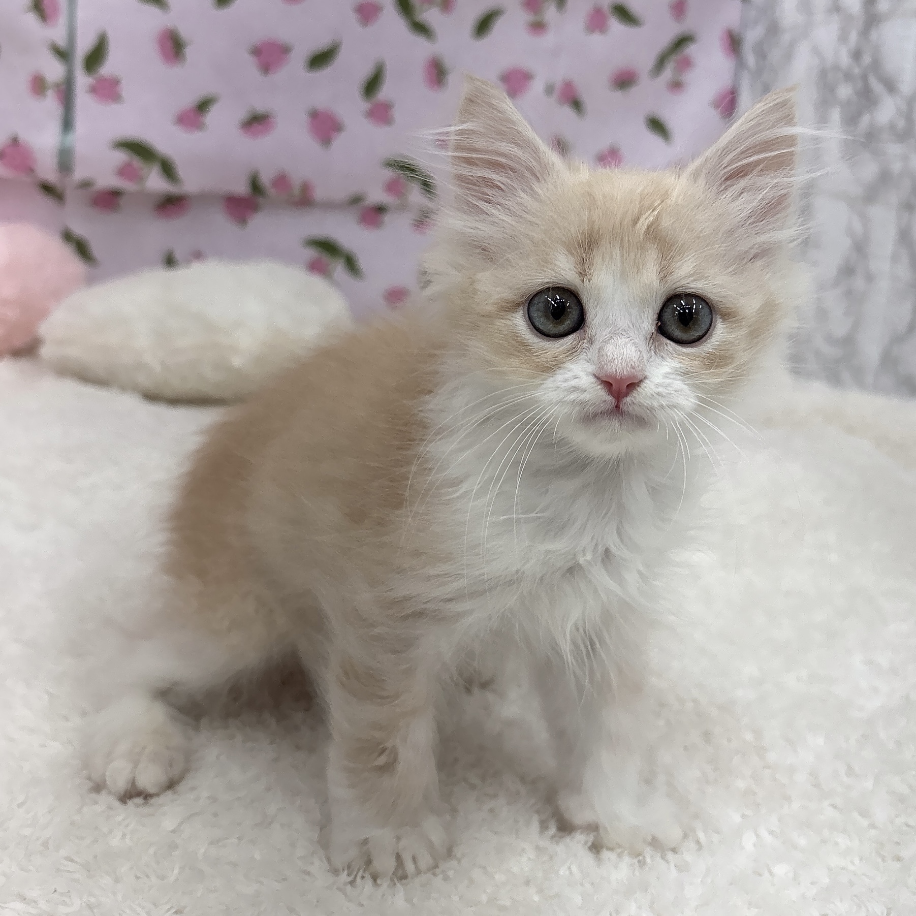 愛知県のマンチカン (犬の家＆猫の里エアポートウォーク店/2026年4月9日生まれ/男の子/クリームタビーホワイト)の子猫の1枚目の画像