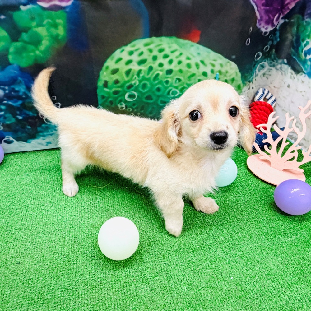 愛知県のチワックス(チワワ×ダックス) (犬の家＆猫の里名古屋天白店/2026年4月15日生まれ/男の子/クリーム)の子犬の2枚目の画像