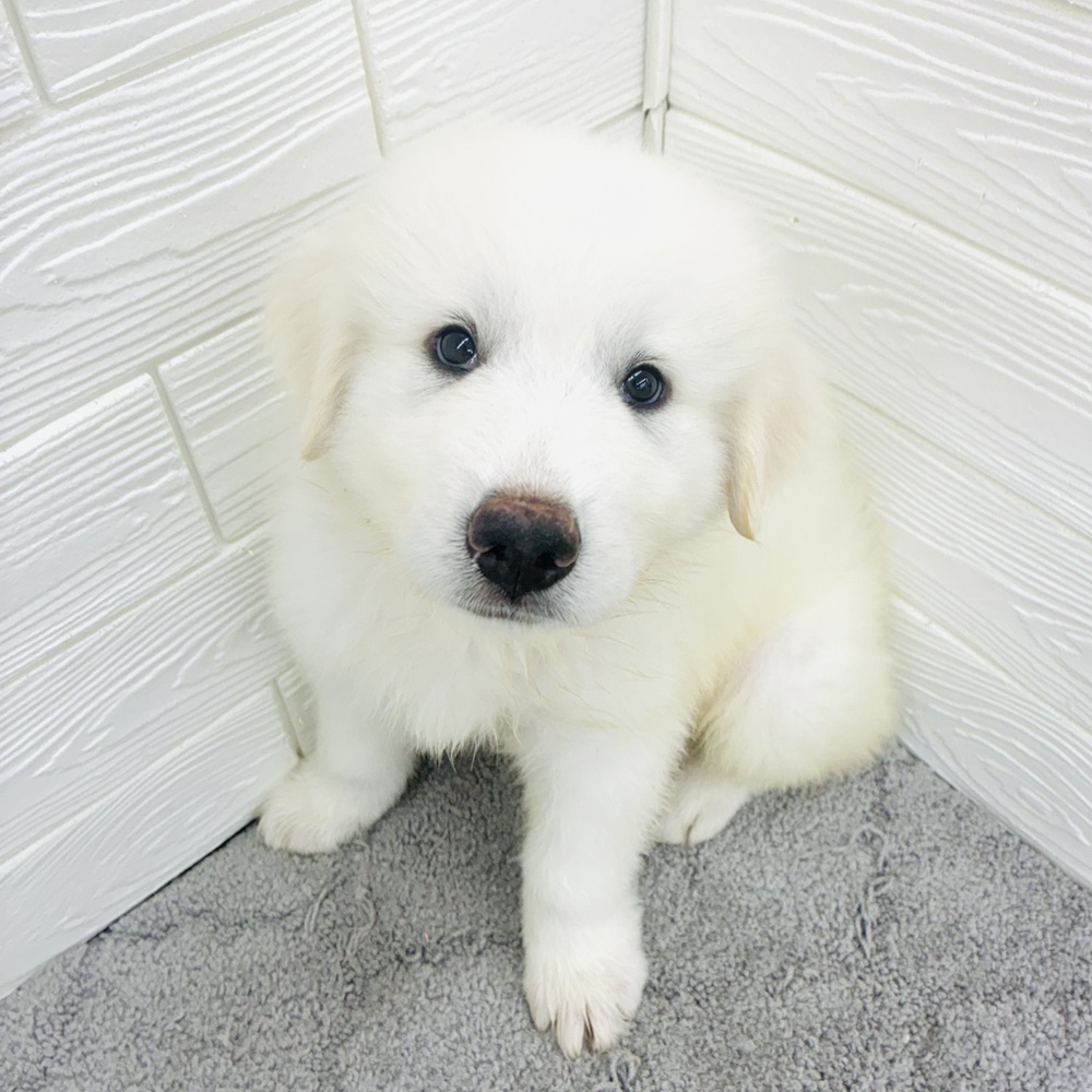愛知県のグレートピレニーズ (犬の家＆猫の里七宝店/2026年4月15日生まれ/男の子/ホワイト)の子犬の2枚目の画像