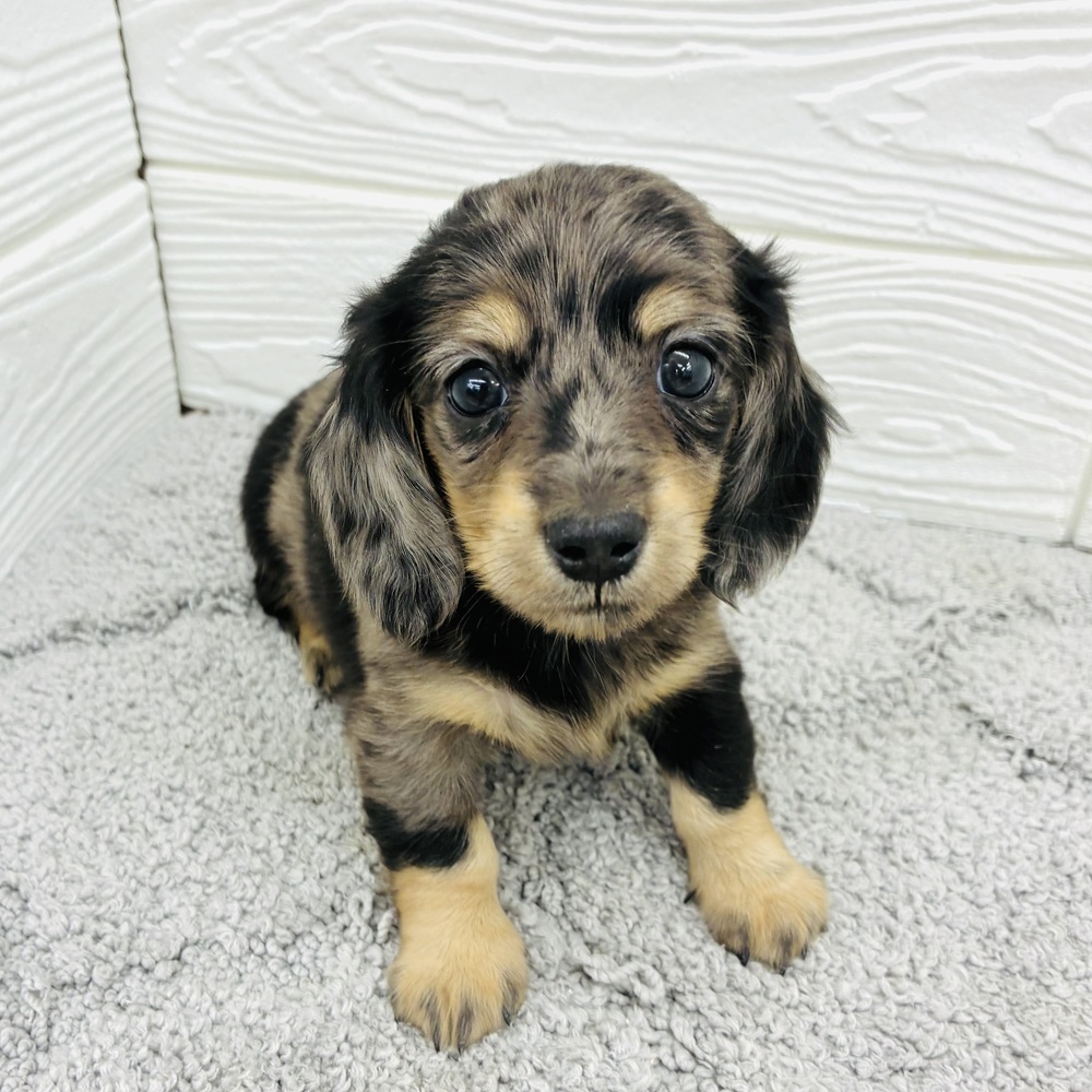 愛知県のミニチュアダックスフンド(ロング) (犬の家＆猫の里七宝店/2026年4月15日生まれ/女の子/シルバーダップル)の子犬の1枚目の画像