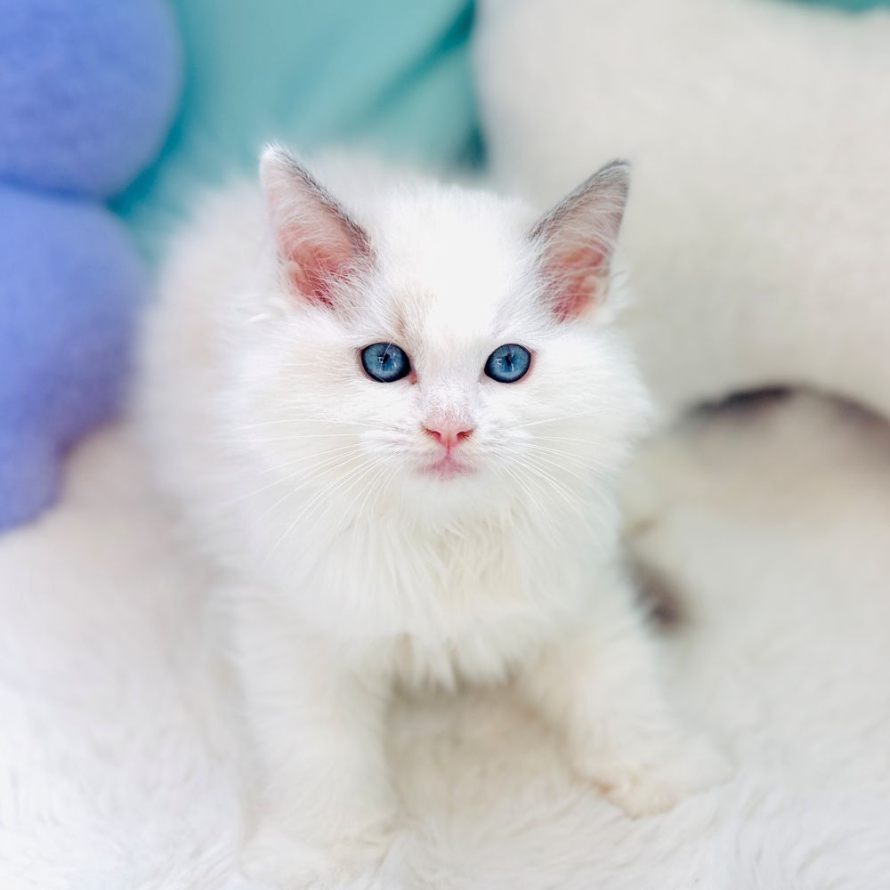 愛知県のラグドール (犬の家＆猫の里愛知刈谷店/2026年4月14日生まれ/女の子/ブルーポイントバイカラー)の子猫の2枚目の画像