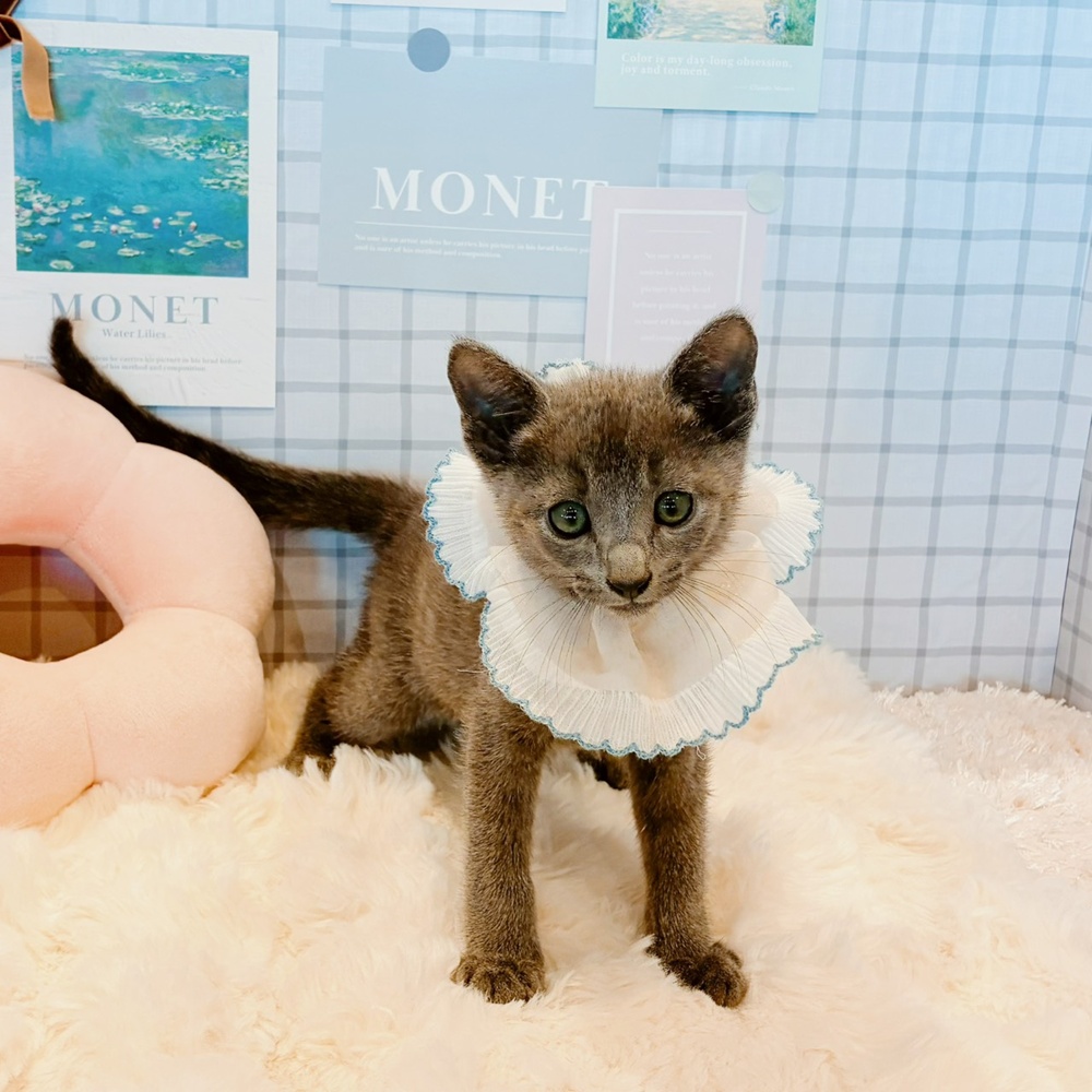 福井県のロシアンブルー (犬の家＆猫の里福井店/2026年4月10日生まれ/男の子/ブルー)の子猫の2枚目の画像