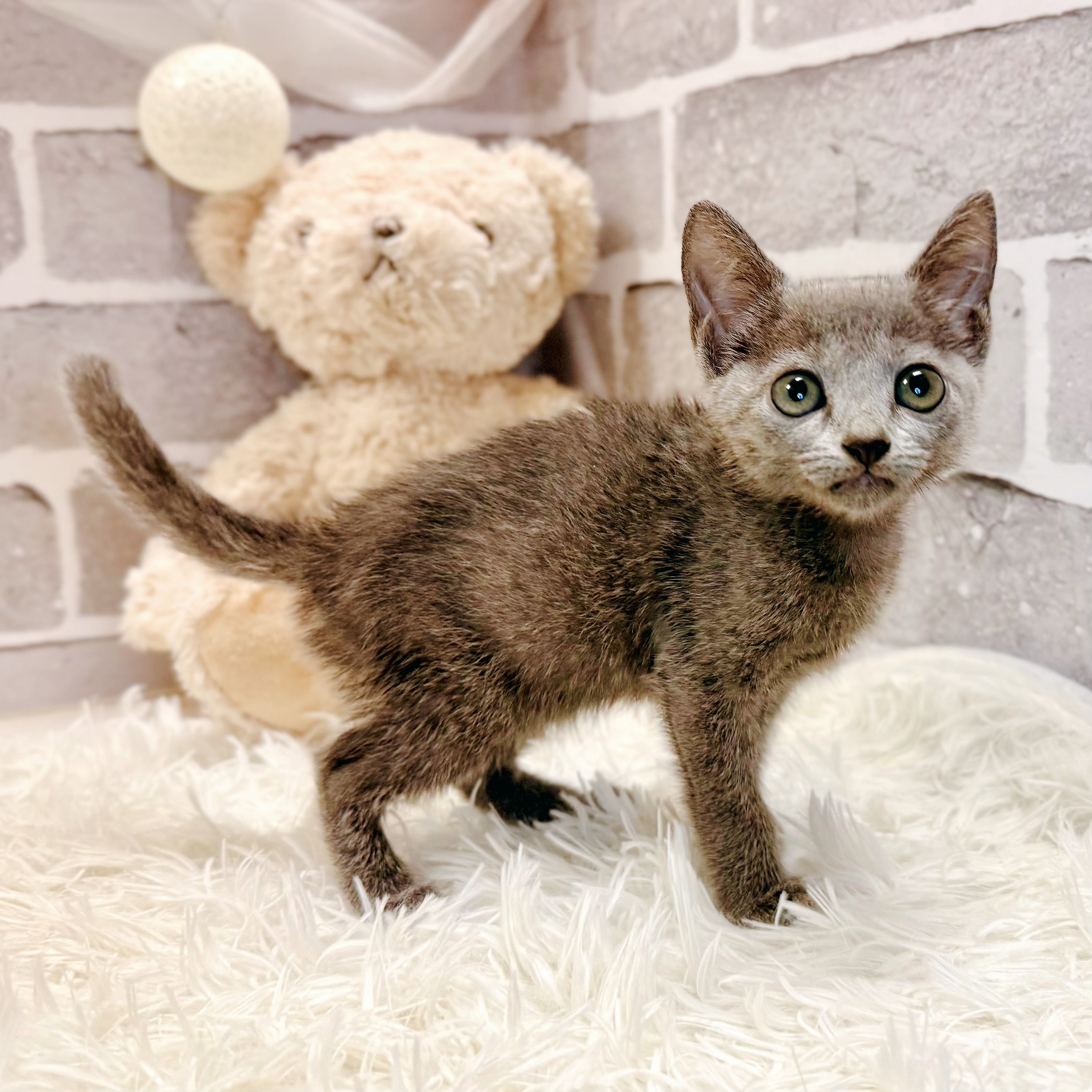 兵庫県のロシアンブルー (犬の家＆猫の里神戸店/2026年4月15日生まれ/女の子/ブルー)の子猫の2枚目の画像