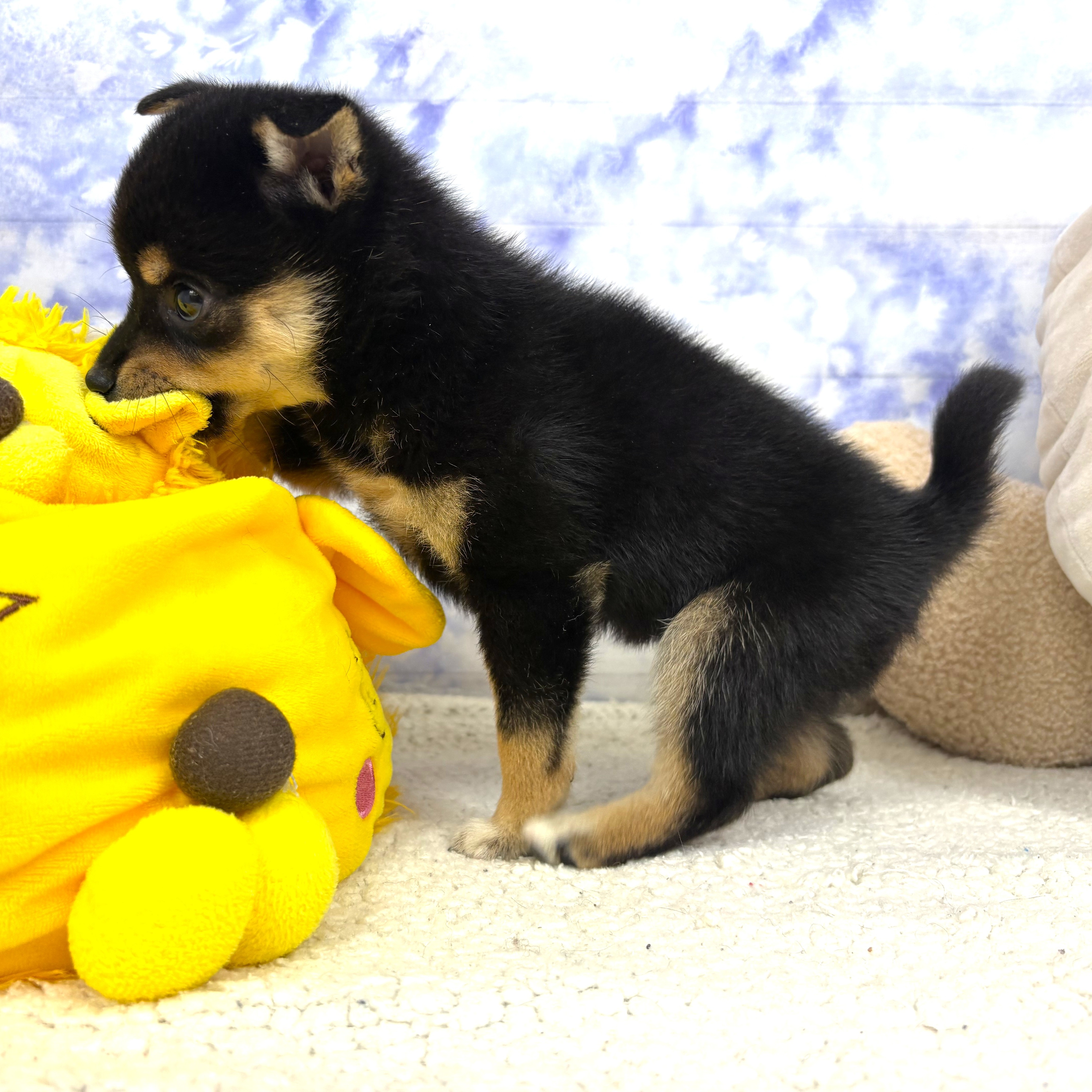兵庫県の豆柴 (犬の家＆猫の里川西店/2026年4月15日生まれ/女の子/黒)の子犬の2枚目の画像