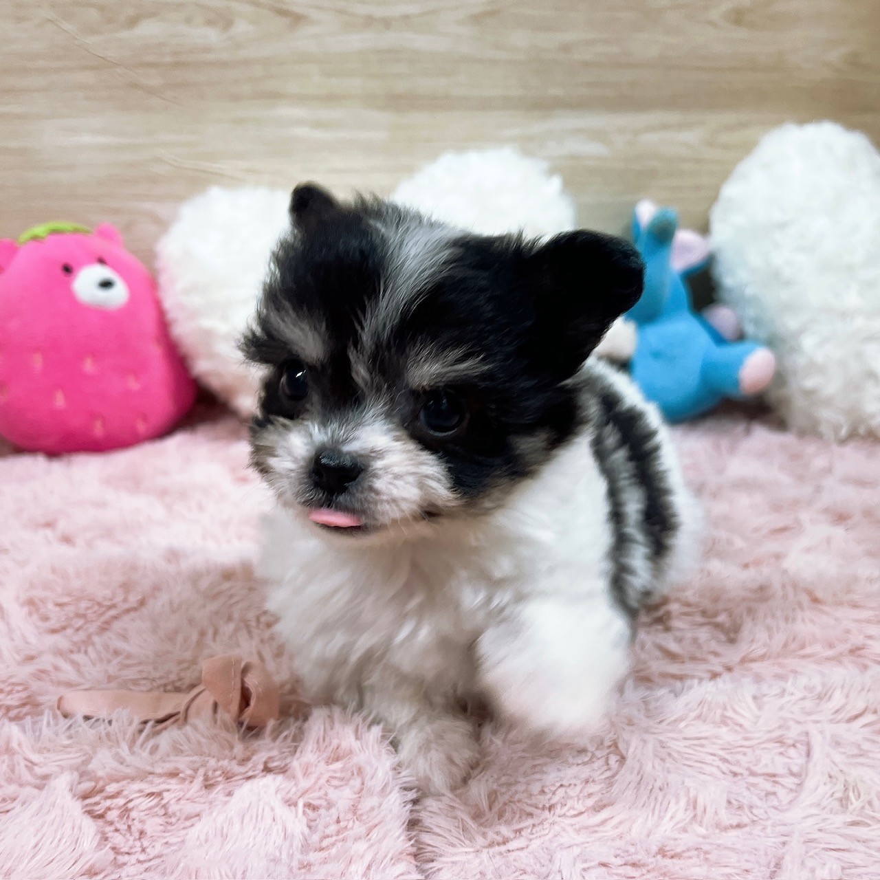 大阪府のハーフ犬・ミックス犬 (犬の家＆猫の里そよら東岸和田店/2026年4月15日生まれ/女の子/ブラックタンホワイト)の子犬の2枚目の画像
