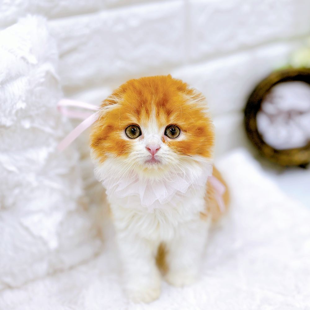 福井県のスコティッシュフォールド (犬の家＆猫の里アミーゴ福井店/2026年4月13日生まれ/女の子/レッドタビーホワイト)の子猫の1枚目の画像