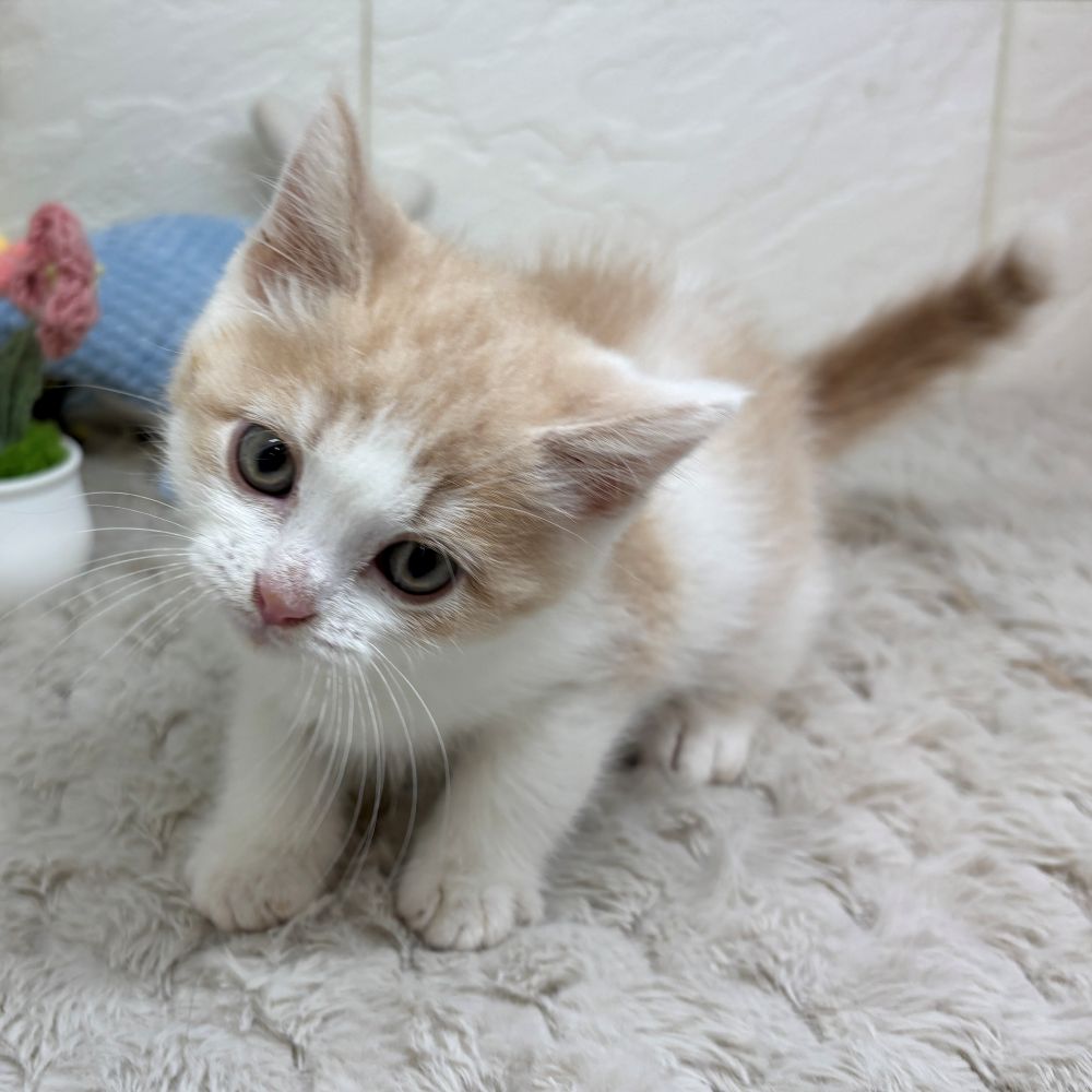 兵庫県のスコティッシュフォールド (犬の家＆猫の里ゆめタウン姫路店/2026年4月15日生まれ/男の子/クリームタビーホワイト)の子猫の2枚目の画像