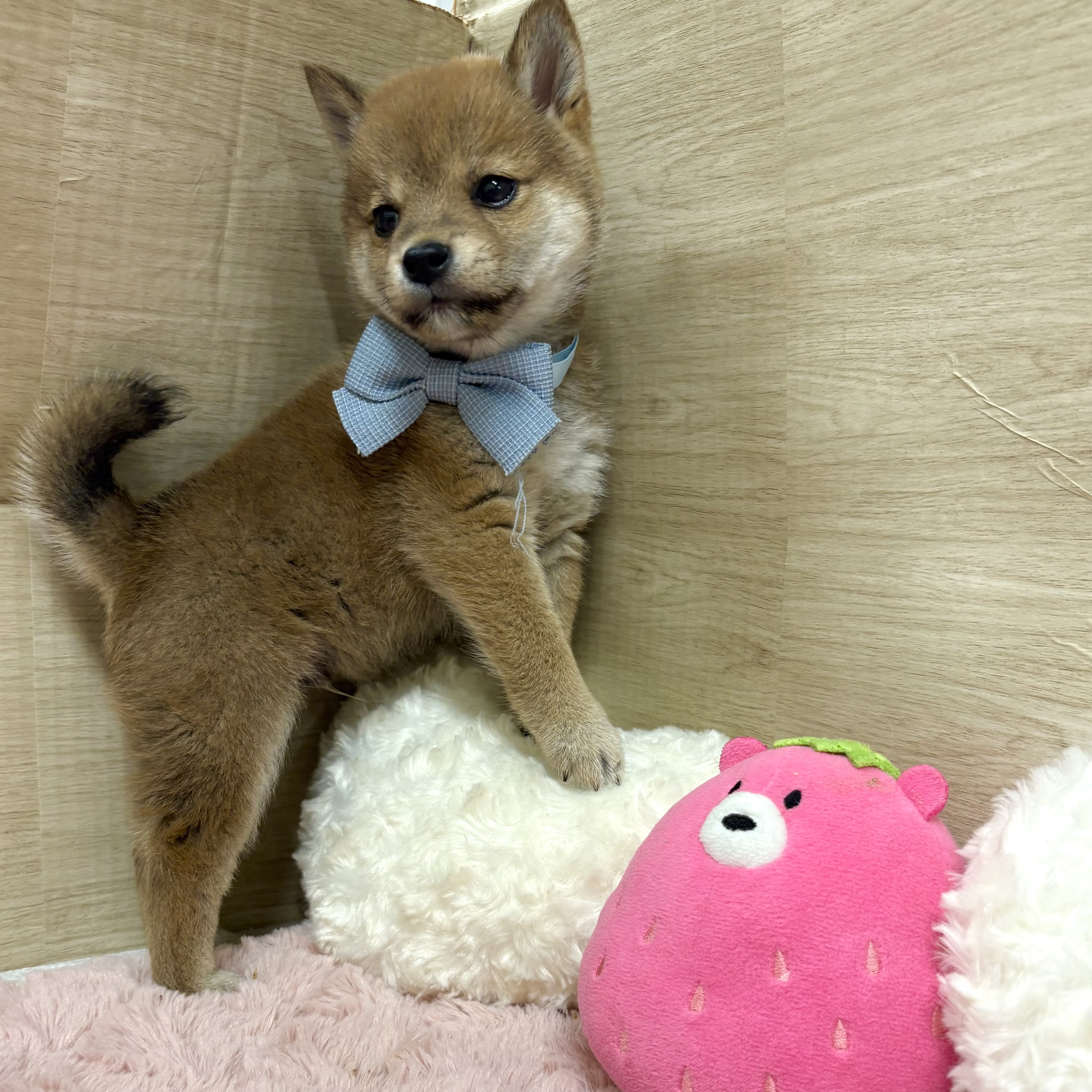 大阪府の豆柴 (犬の家＆猫の里そよら東岸和田店/2026年4月13日生まれ/男の子/赤)の子犬の2枚目の画像