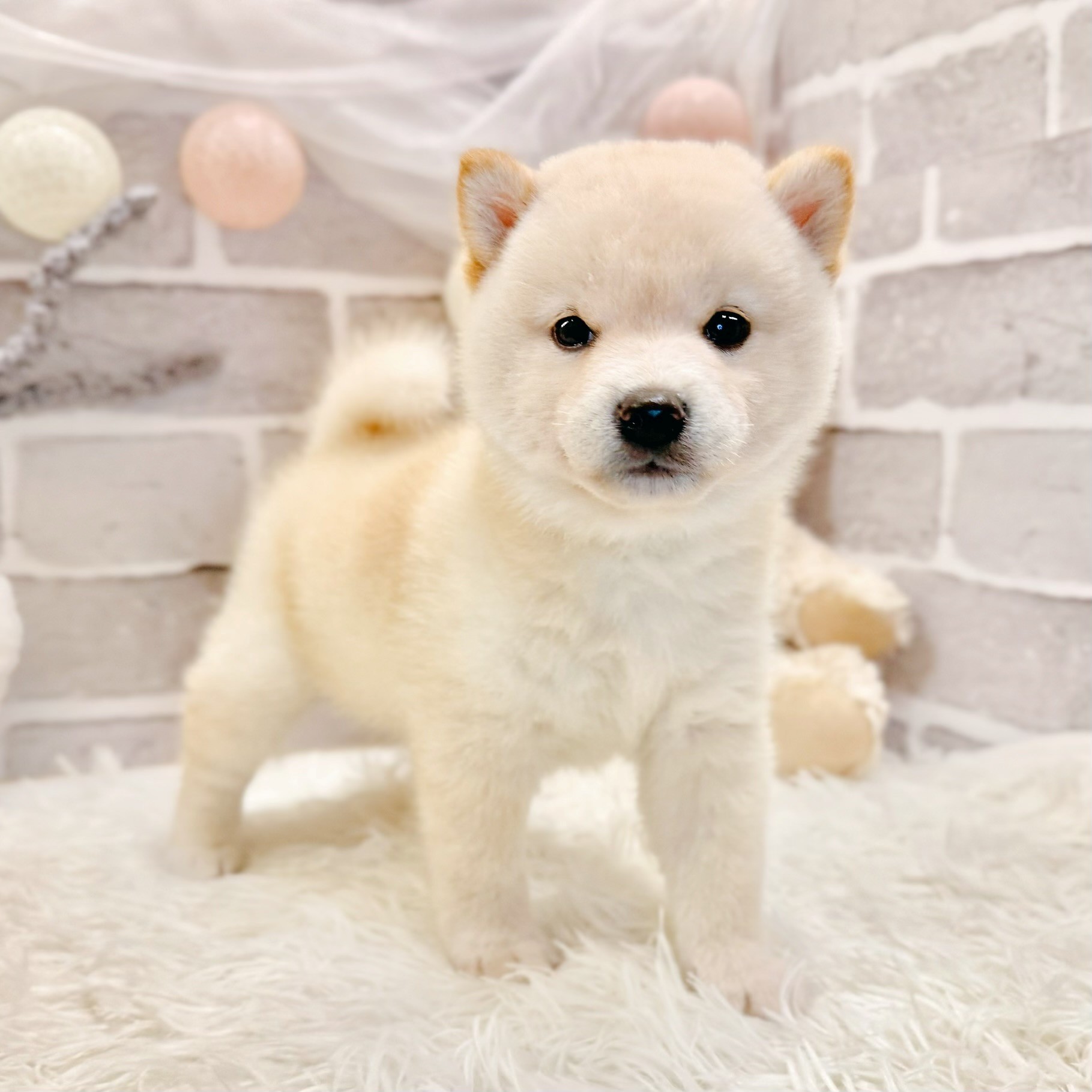 兵庫県の柴犬(標準サイズ) (犬の家＆猫の里神戸店/2026年4月5日生まれ/男の子/淡赤)の子犬の2枚目の画像