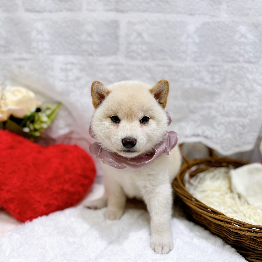 滋賀県の柴犬(標準サイズ) (犬の家＆猫の里長浜店/2026年4月5日生まれ/女の子/白)の子犬の1枚目の画像