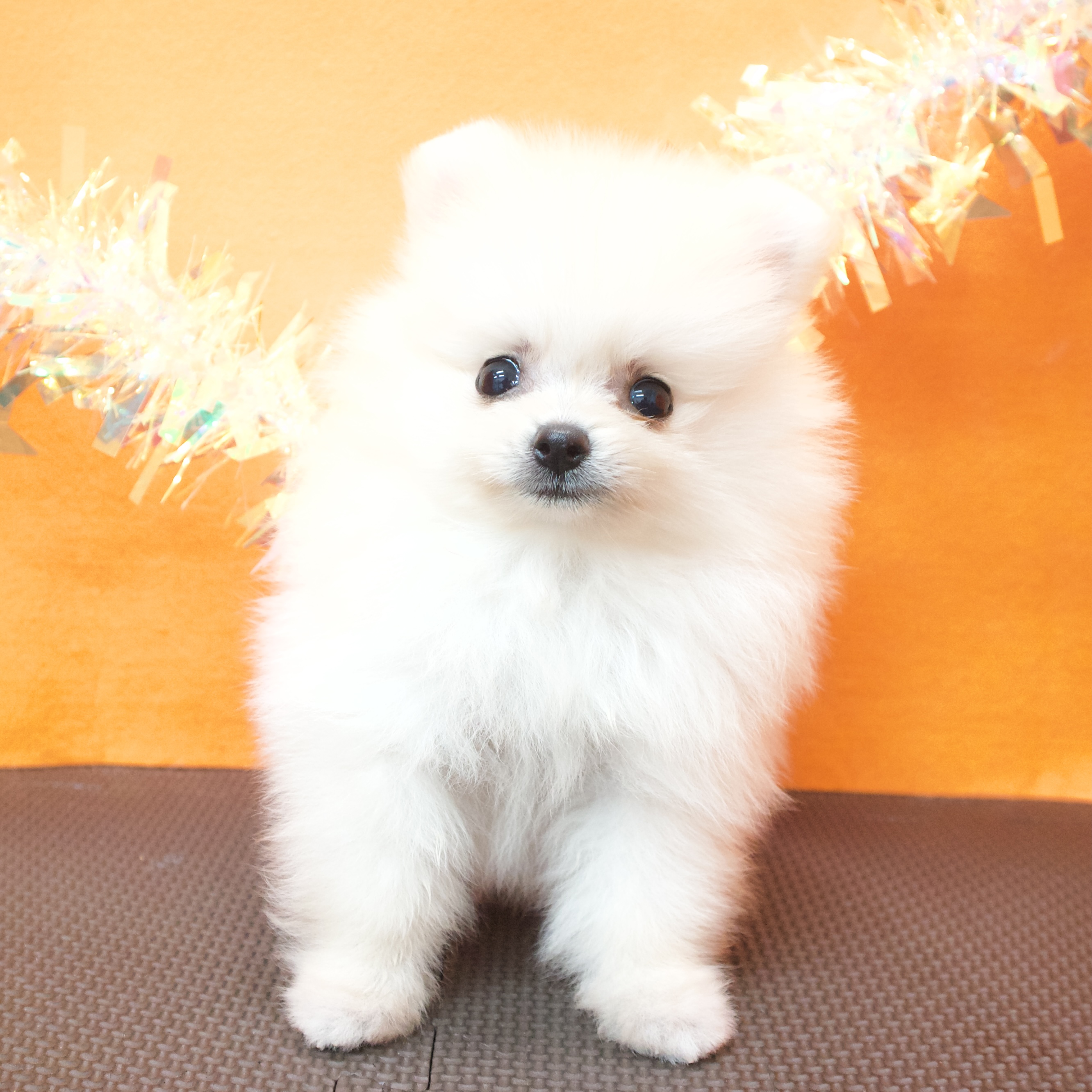 大阪府のポメラニアン (犬の家＆猫の里吹田店/2026年4月14日生まれ/男の子/クリーム)の子犬の1枚目の画像