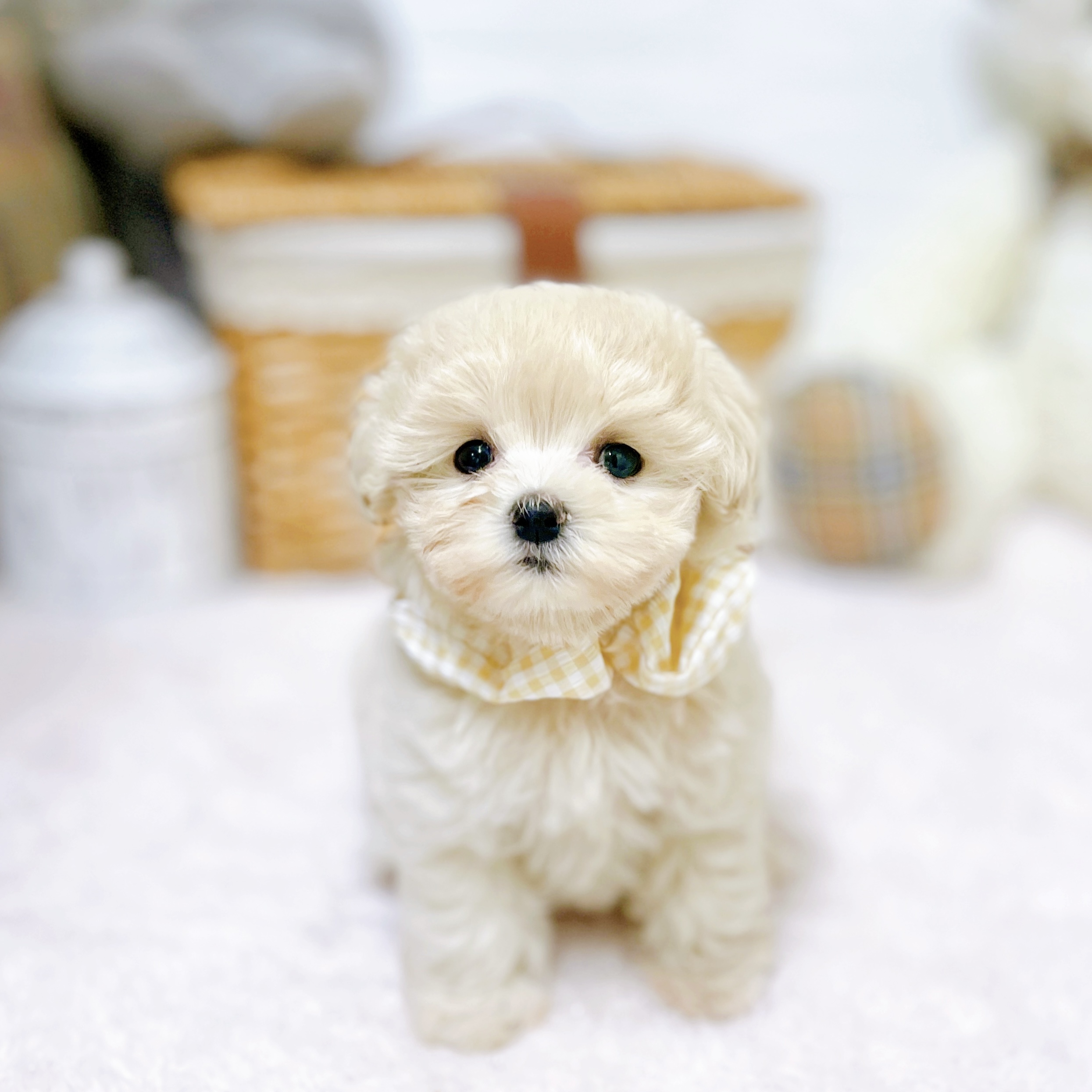 ハーフ犬女の子の写真