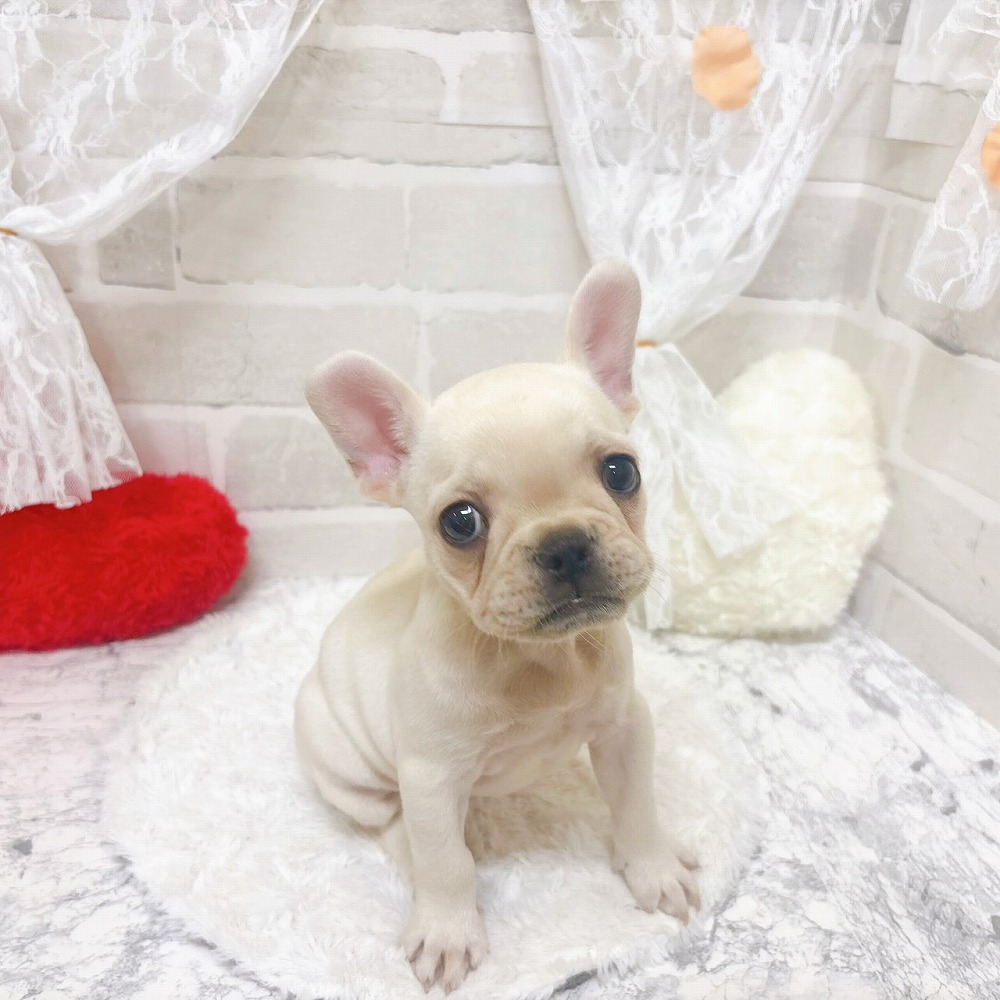 京都府のフレンチブルドッグ (犬の家＆猫の里京都精華店/2026年4月14日生まれ/女の子/クリーム)の子犬の2枚目の画像