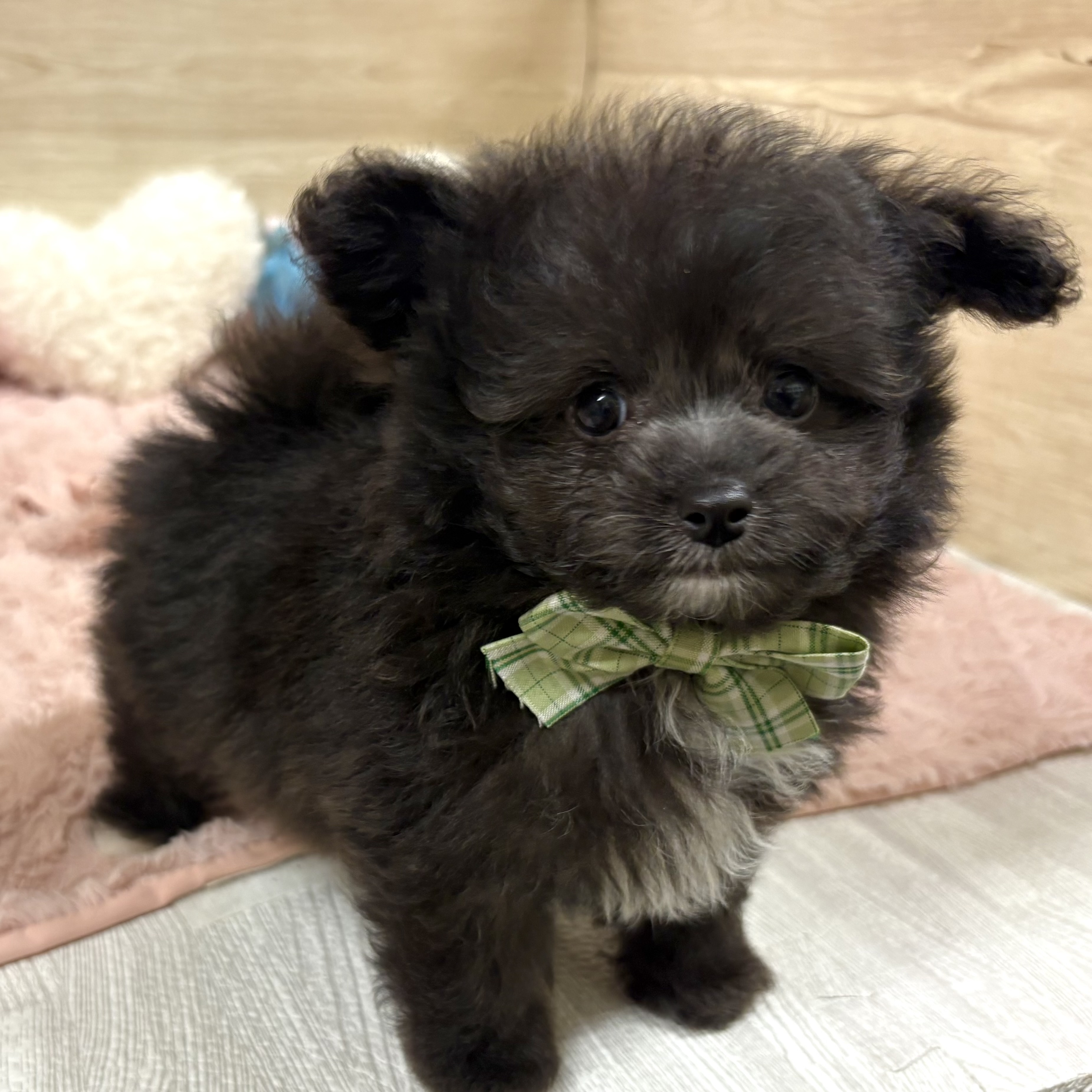 大阪府のポメプー(ポメラニアン×プードル) (犬の家＆猫の里そよら東岸和田店/2026年4月16日生まれ/男の子/シルバーホワイト)の子犬の2枚目の画像
