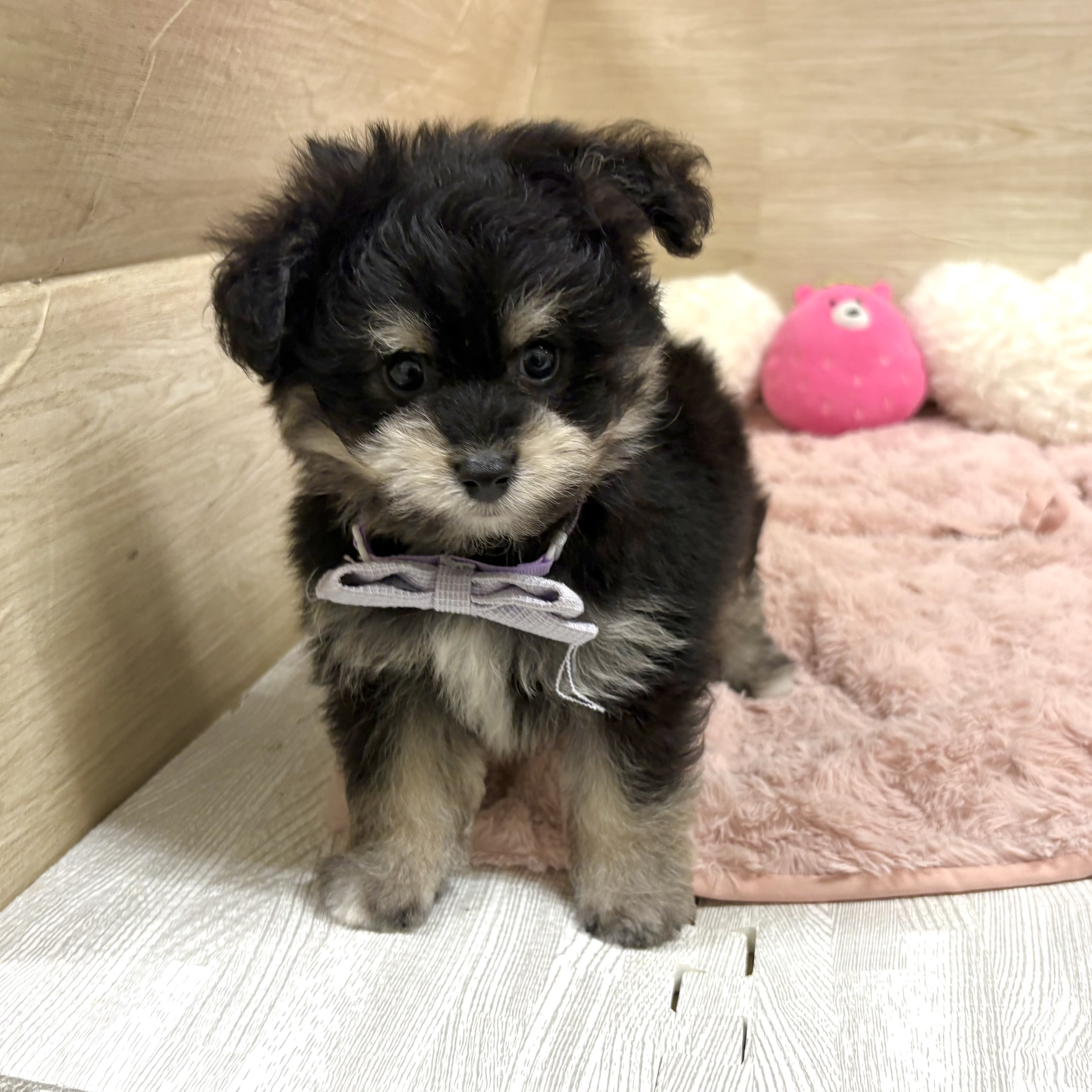大阪府のポメプー(ポメラニアン×プードル) (犬の家＆猫の里そよら東岸和田店/2026年4月16日生まれ/男の子/ブラックタン)の子犬の2枚目の画像