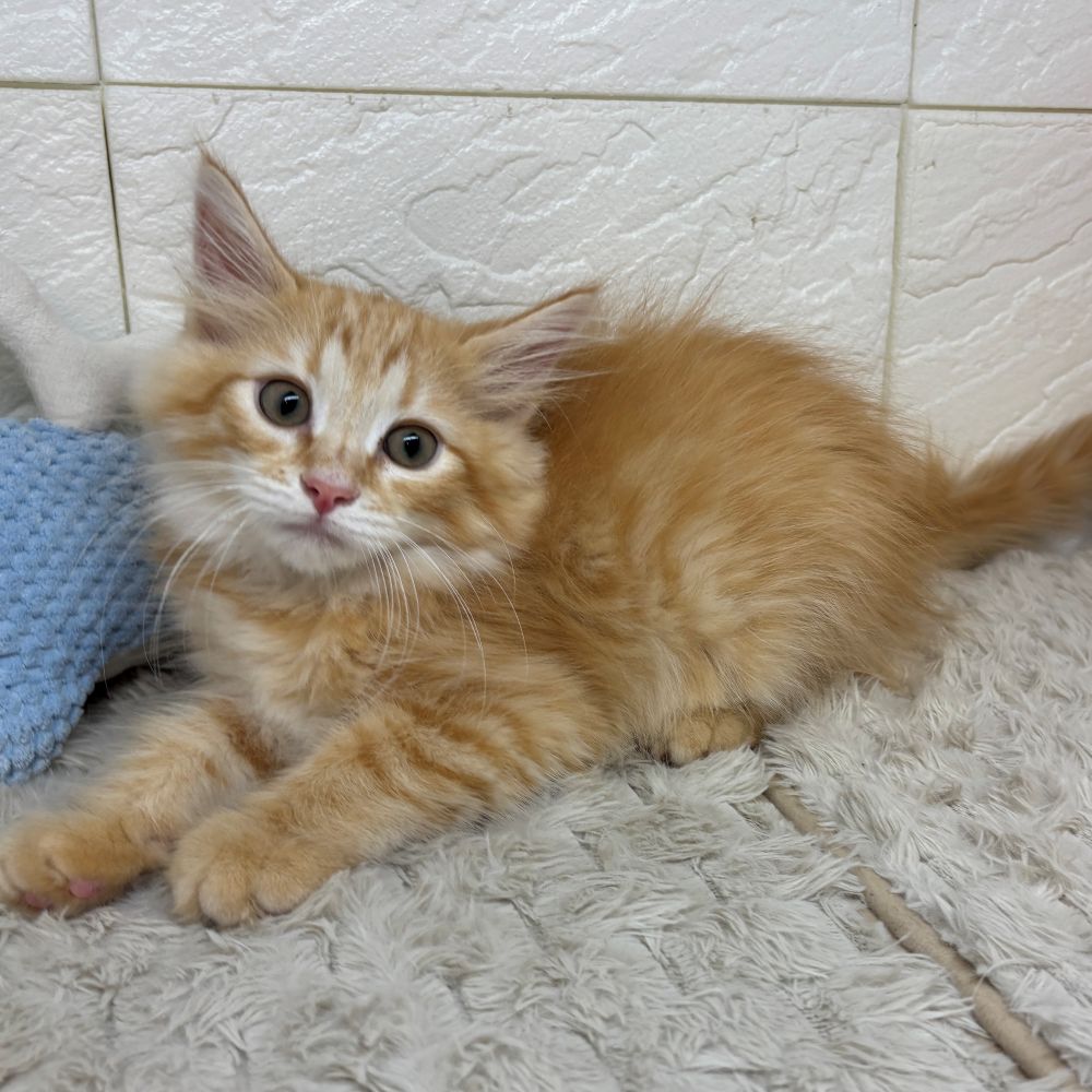 兵庫県のノルウェージャンフォレストキャット (犬の家＆猫の里ゆめタウン姫路店/2026年4月16日生まれ/男の子/レッドタビー)の子猫の1枚目の画像
