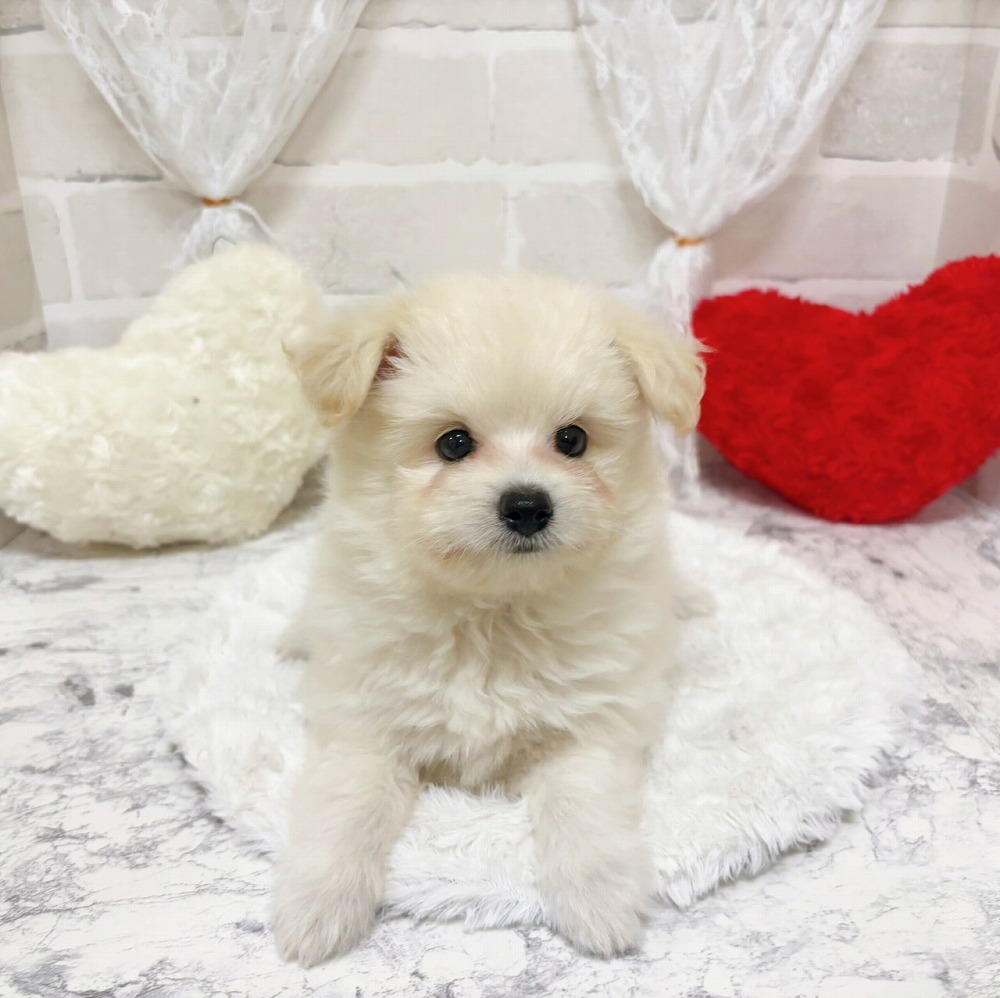 京都府のポメプー(ポメラニアン×プードル) (犬の家＆猫の里京都精華店/2026年4月16日生まれ/男の子/ホワイト)の子犬の2枚目の画像