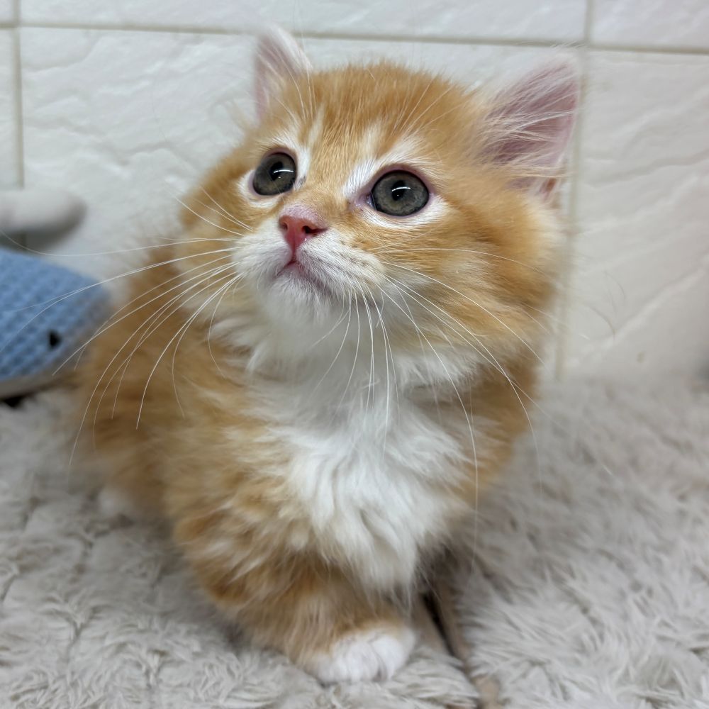 兵庫県のミヌエット (犬の家＆猫の里ゆめタウン姫路店/2026年4月13日生まれ/男の子/レッドタビーホワイト)の子猫の2枚目の画像