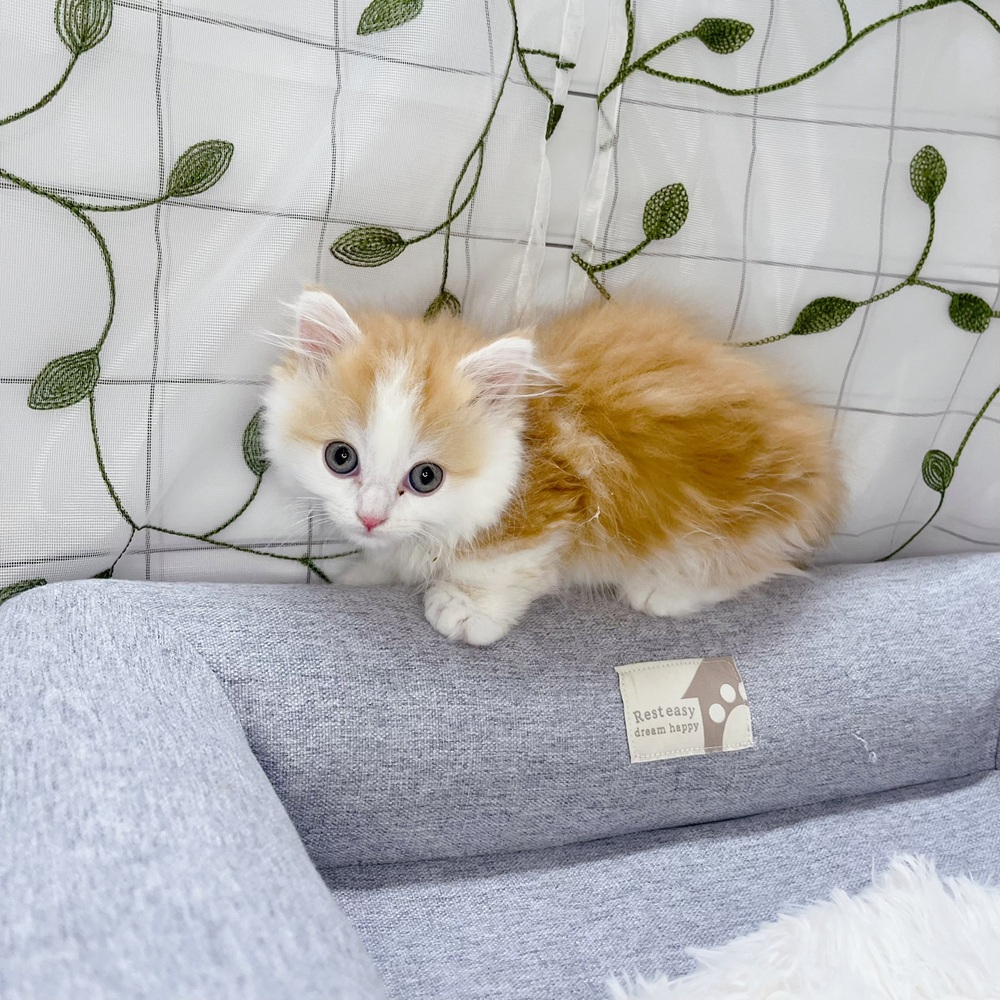 長野県のミヌエット (犬の家＆猫の里塩尻店/2026年4月13日生まれ/男の子/レッドタビーホワイト)の子猫の2枚目の画像